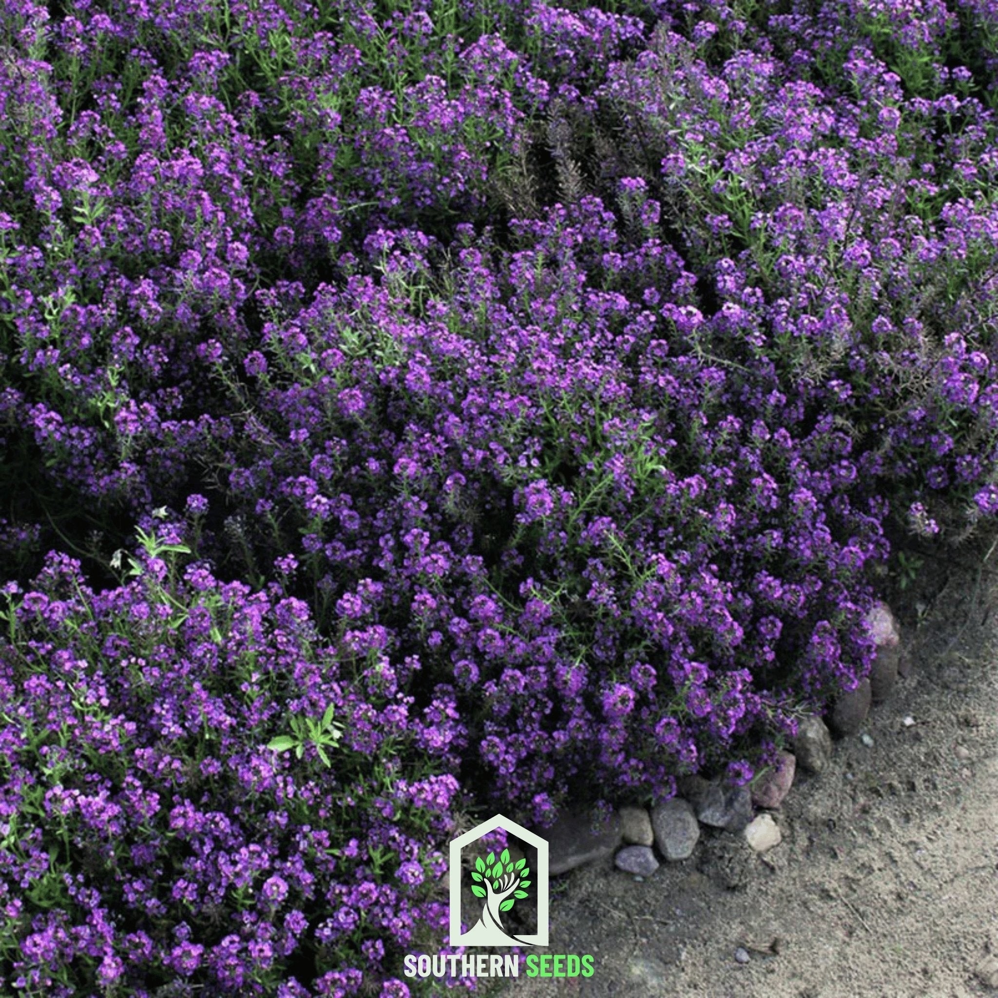 Oriental Nights Alyssum – 100 Seeds | Seeds | Wiccan Center