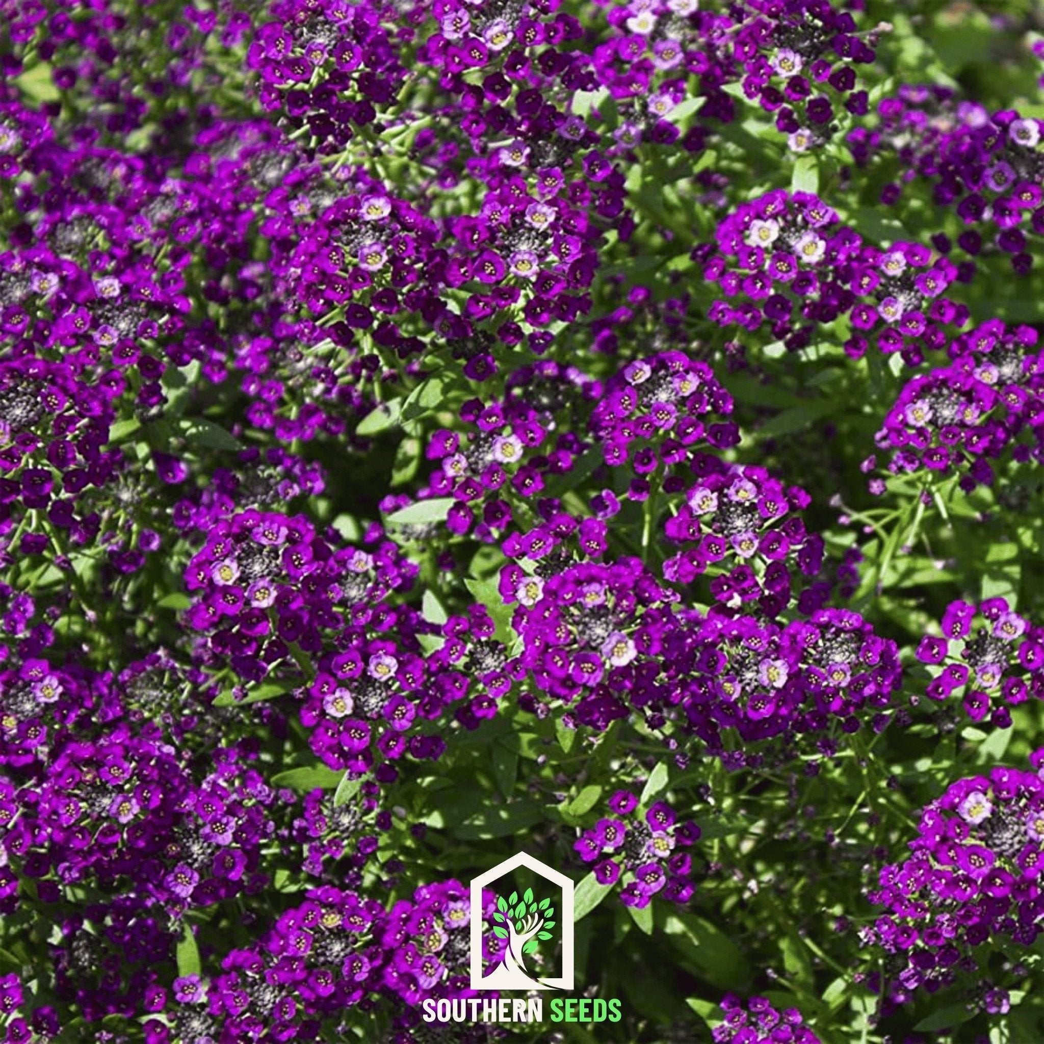 Oriental Nights Alyssum – 100 Seeds | Seeds | Wiccan Center