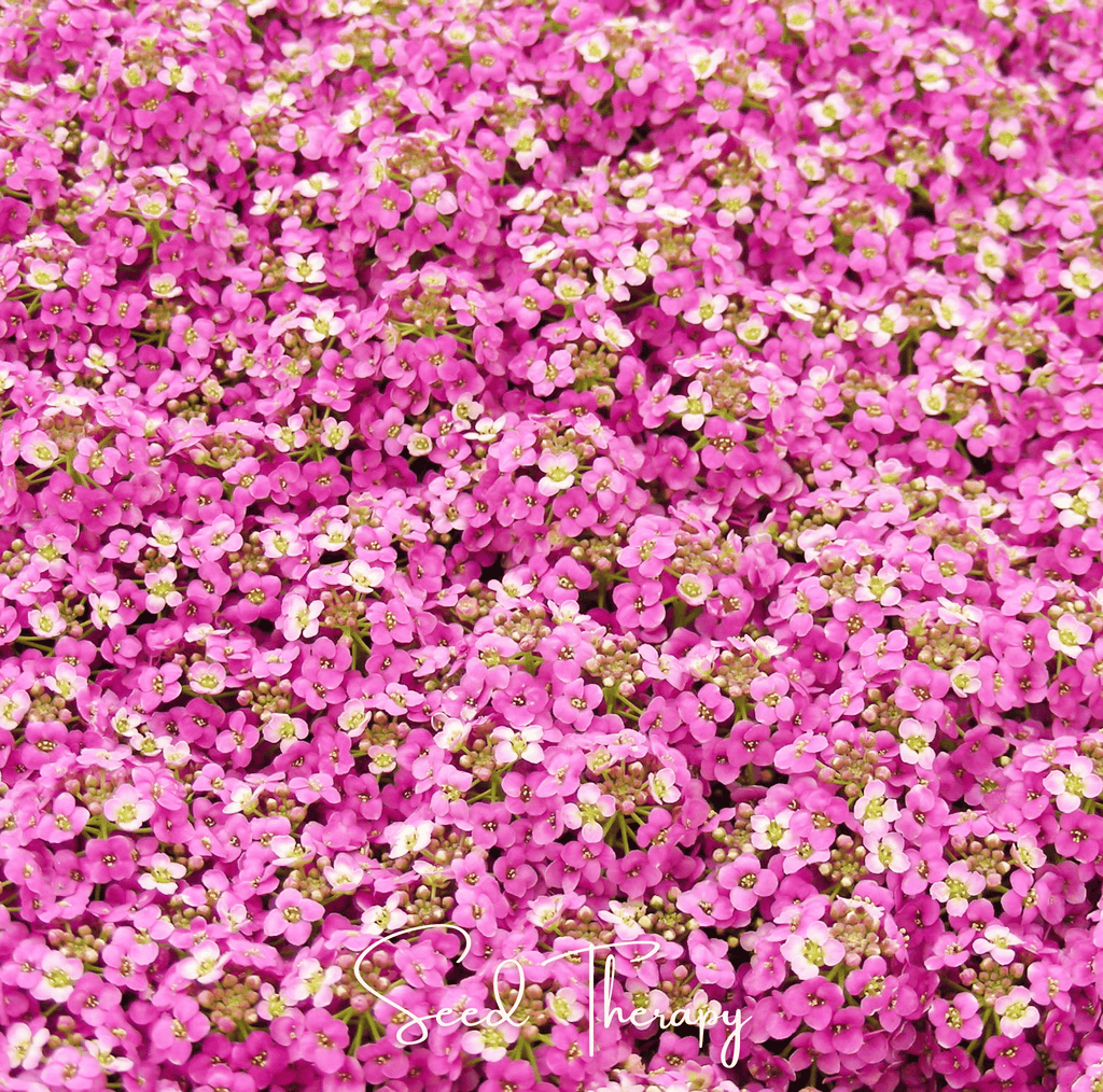 Pink Dwarf Sweet Alyssum – 250 Seeds | Seeds | Wiccan Center