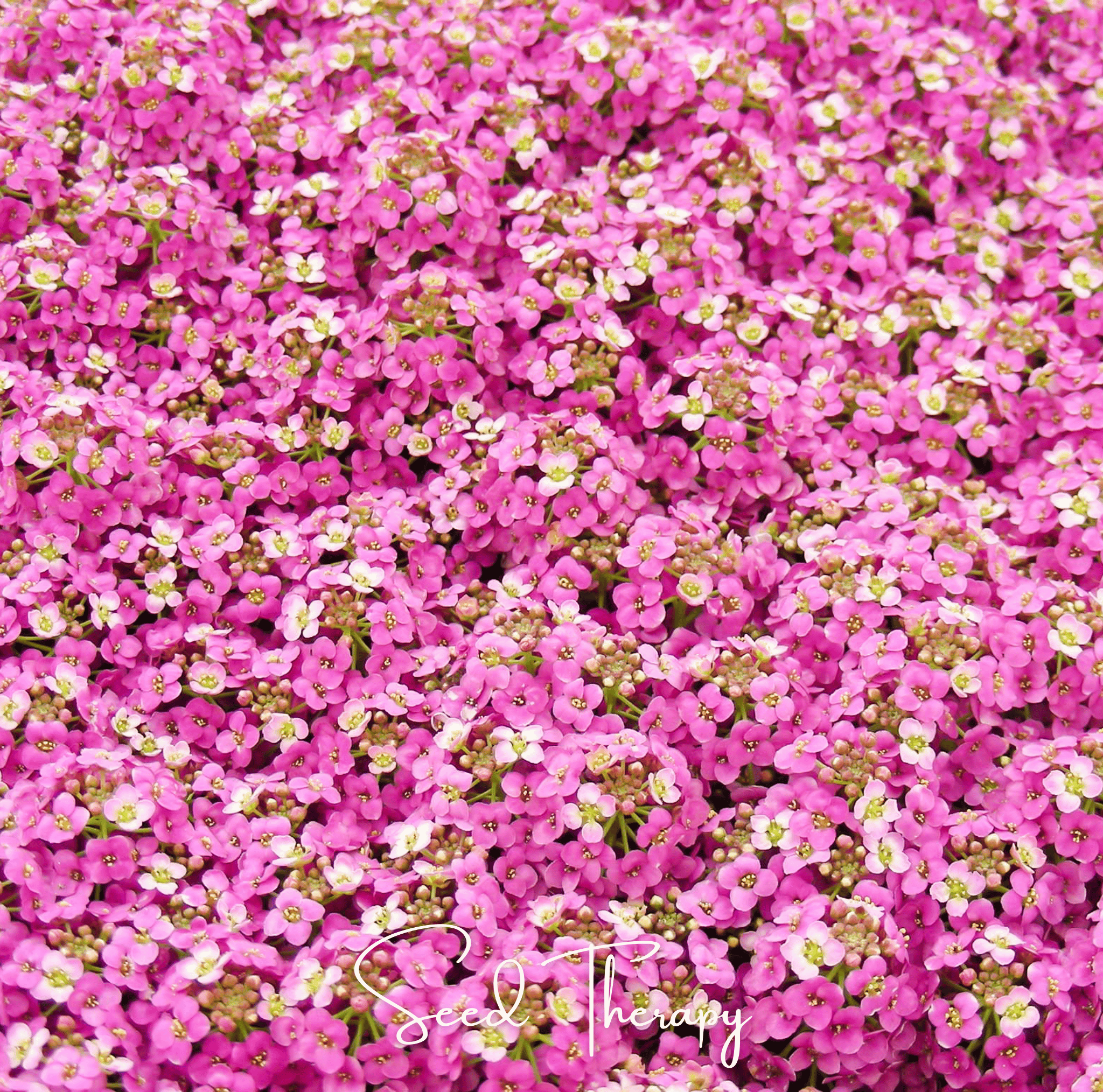 Pink Dwarf Sweet Alyssum – 250 Seeds | Seeds | Wiccan Center