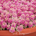 Pink Dwarf Sweet Alyssum – 250 Seeds | Seeds | Wiccan Center
