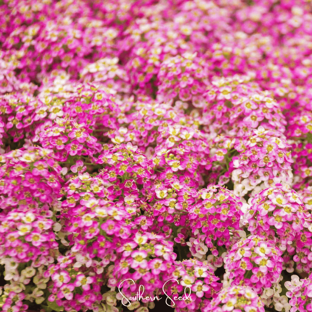 Pink Dwarf Sweet Alyssum – 250 Seeds | Seeds | Wiccan Center