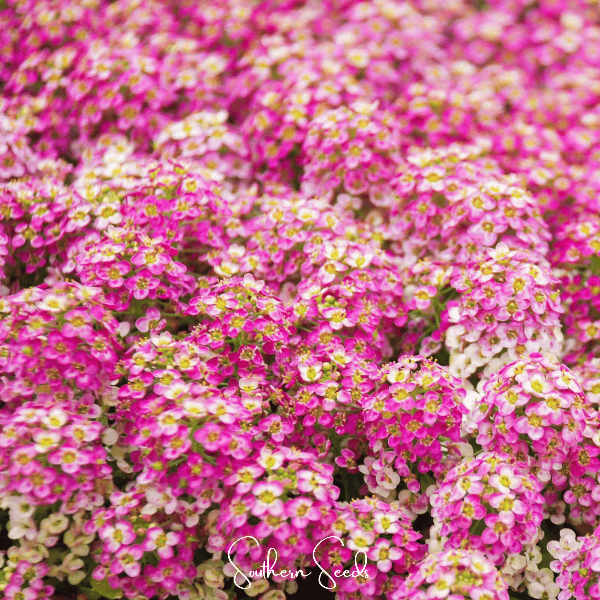 Pink Dwarf Sweet Alyssum – 250 Seeds | Seeds | Wiccan Center