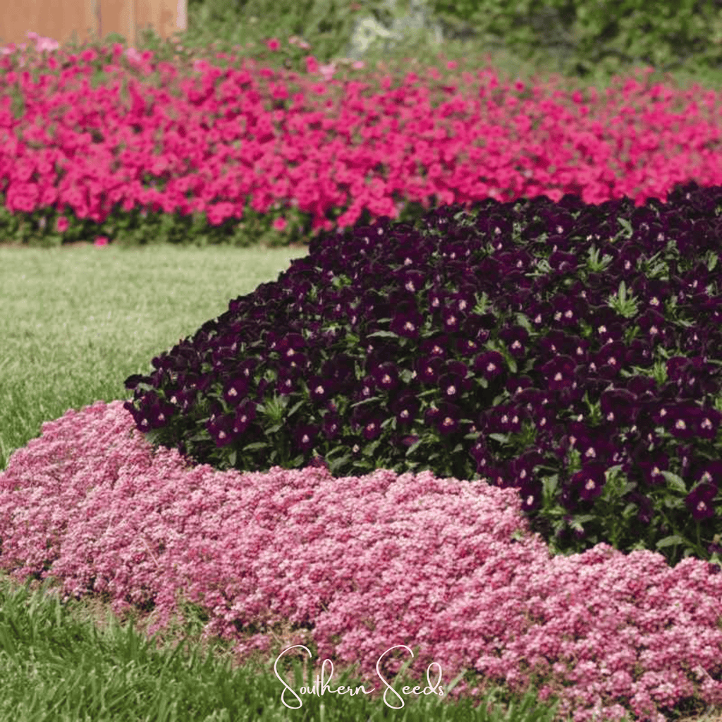 Pink Dwarf Sweet Alyssum – 250 Seeds | Seeds | Wiccan Center