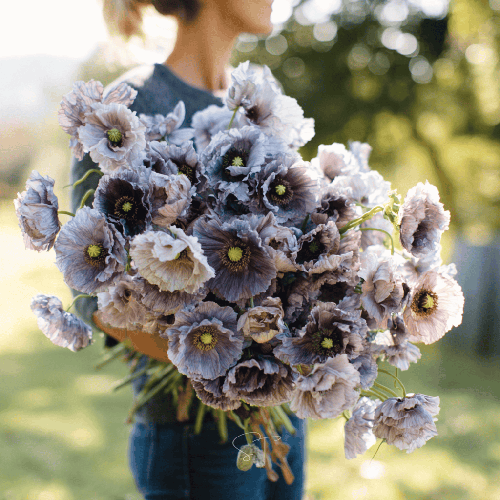 Amazing Grey Poppy – 25 Seeds | Seeds | Wiccan Center