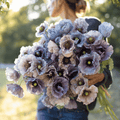 Amazing Grey Poppy – 25 Seeds | Seeds | Wiccan Center