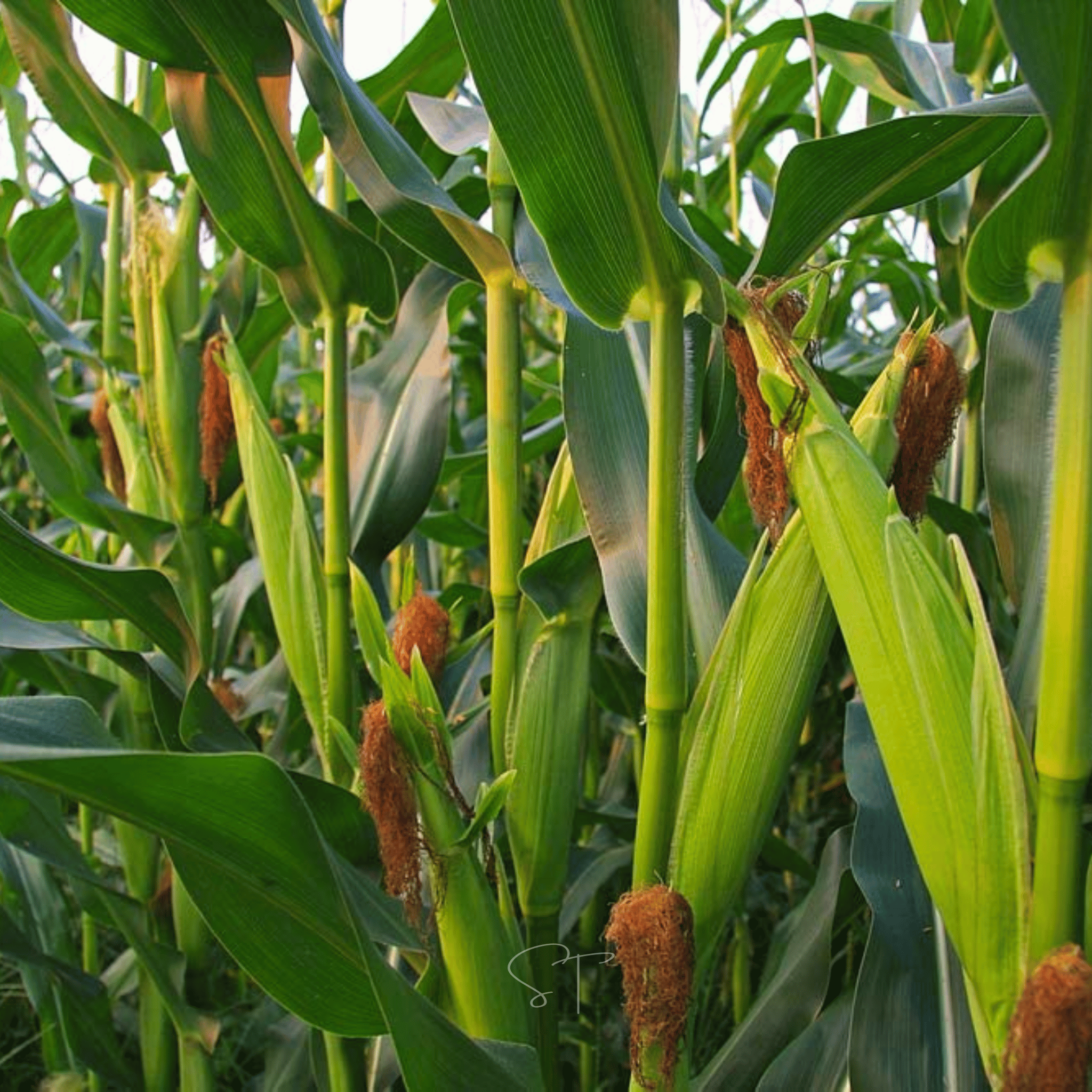 Ambrosia Corn – 30 Seeds | Seeds | Wiccan Center