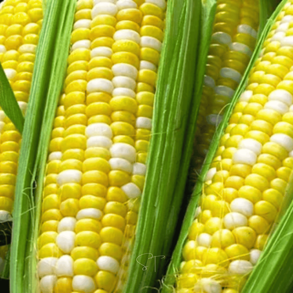 Ambrosia Corn – 30 Seeds | Seeds | Wiccan Center
