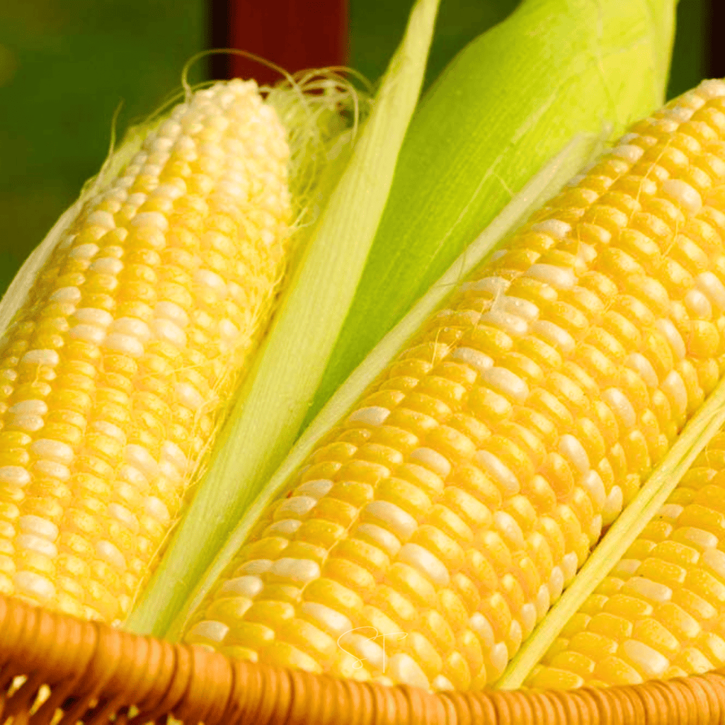 Ambrosia Corn – 30 Seeds | Seeds | Wiccan Center