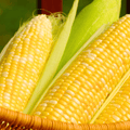 Ambrosia Corn – 30 Seeds | Seeds | Wiccan Center