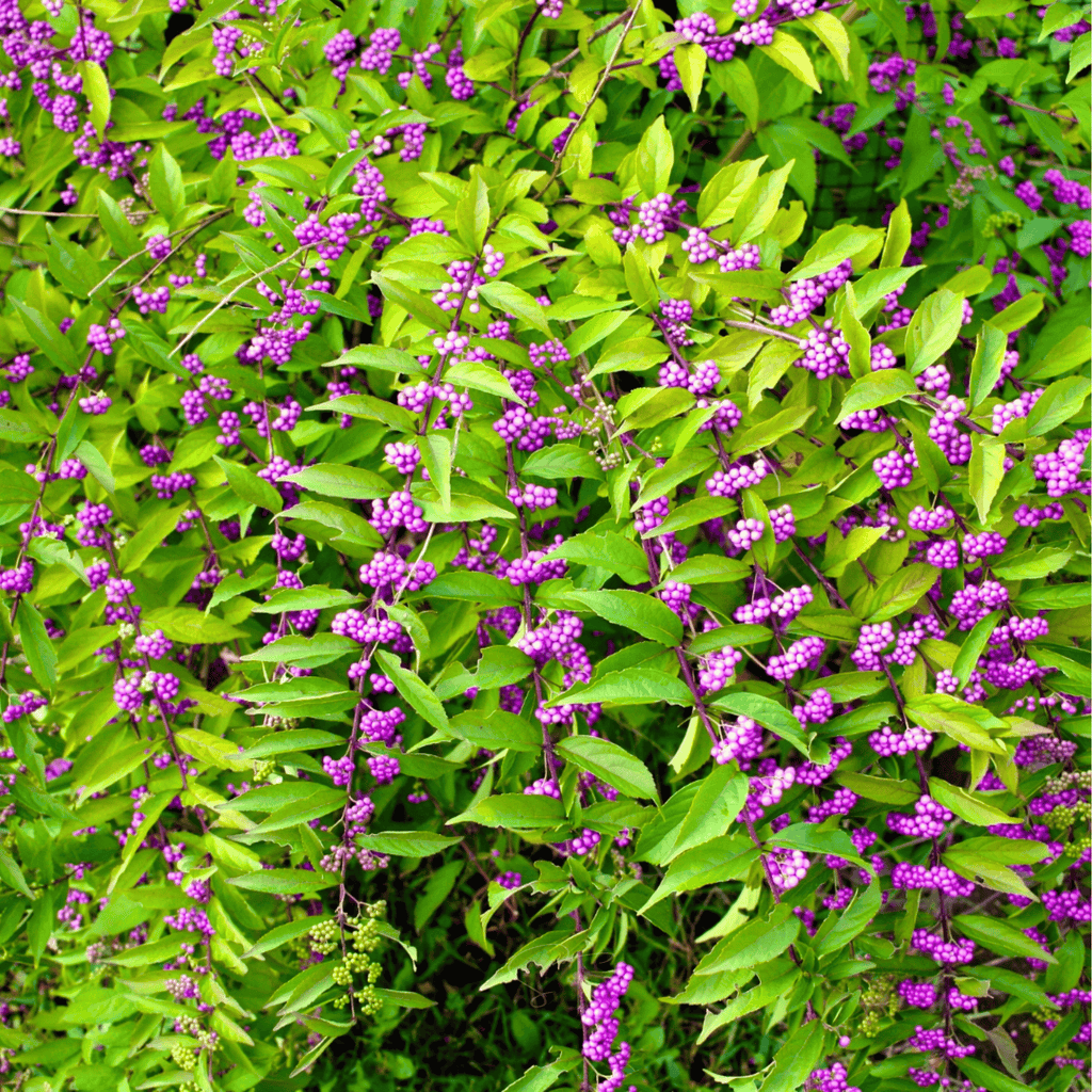 American Beautyberry – 30 Seeds | Seeds | Wiccan Center