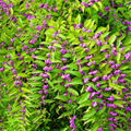 American Beautyberry – 30 Seeds | Seeds | Wiccan Center
