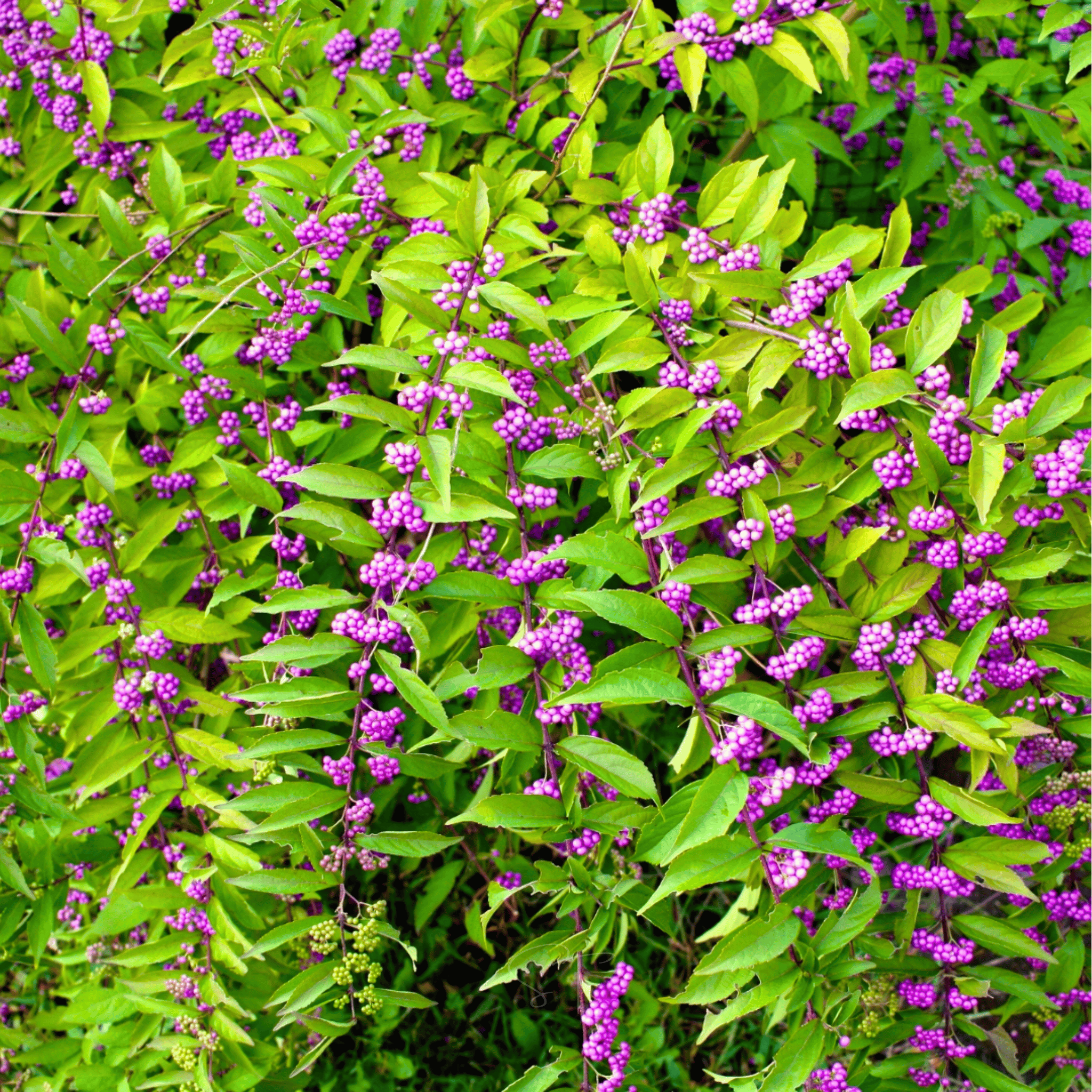 American Beautyberry – 30 Seeds | Seeds | Wiccan Center