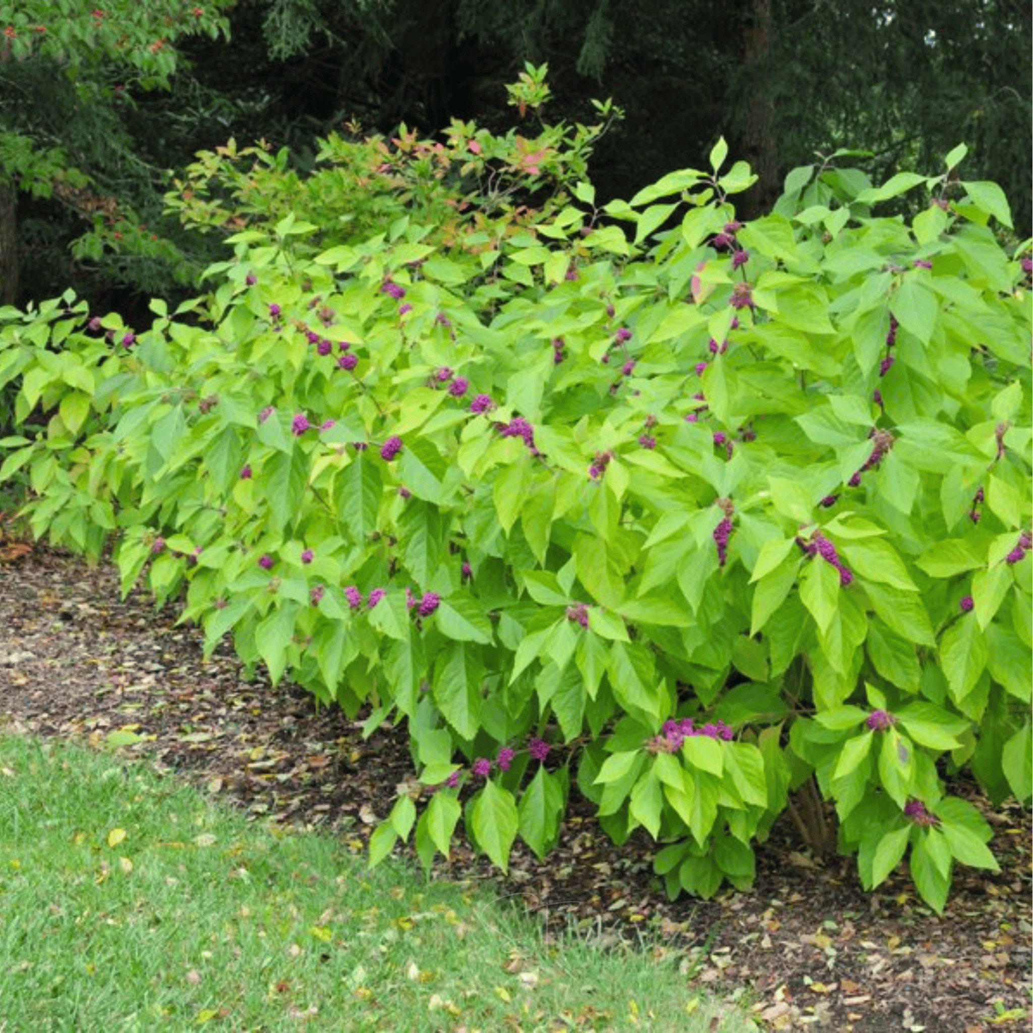 American Beautyberry – 30 Seeds | Seeds | Wiccan Center