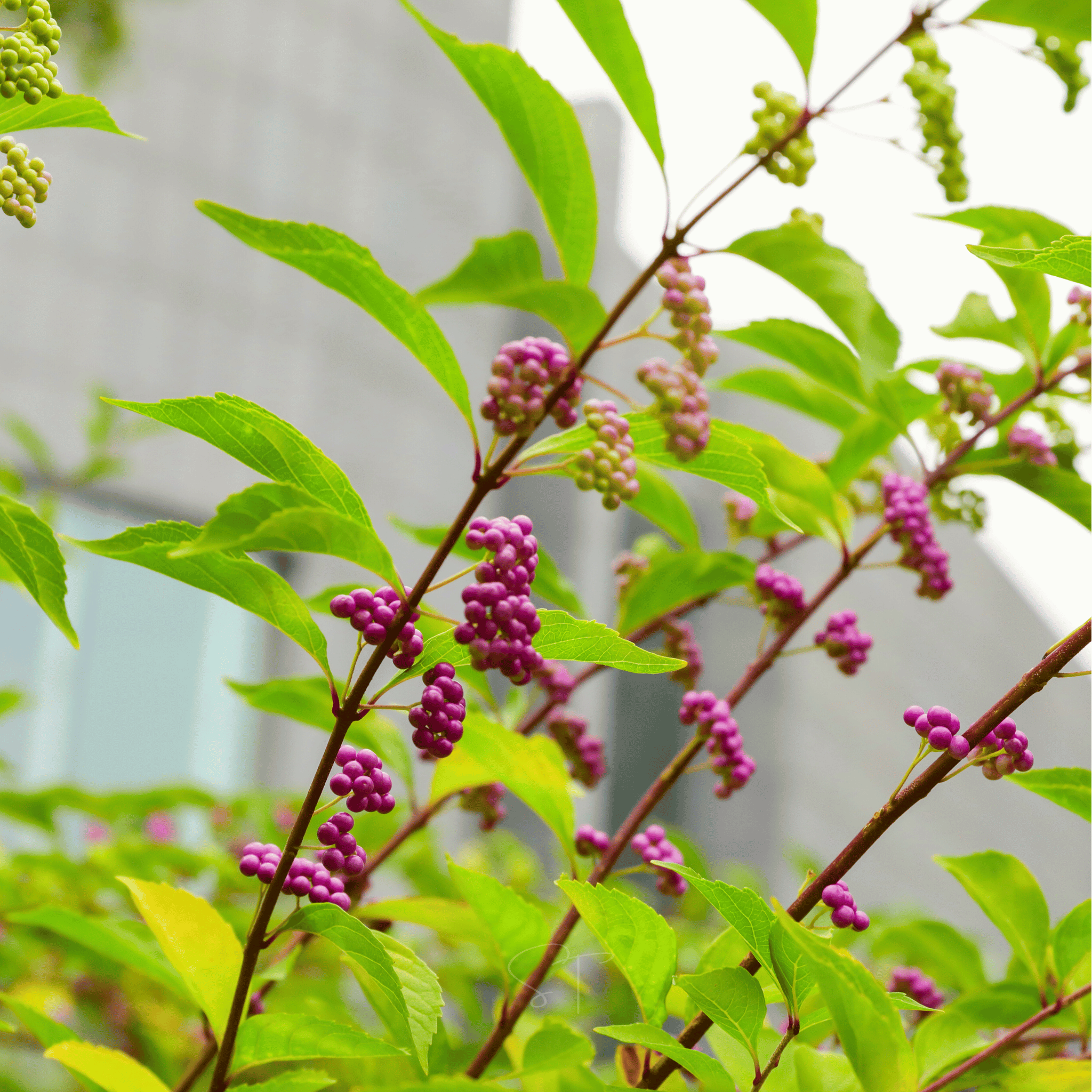 American Beautyberry – 30 Seeds | Seeds | Wiccan Center