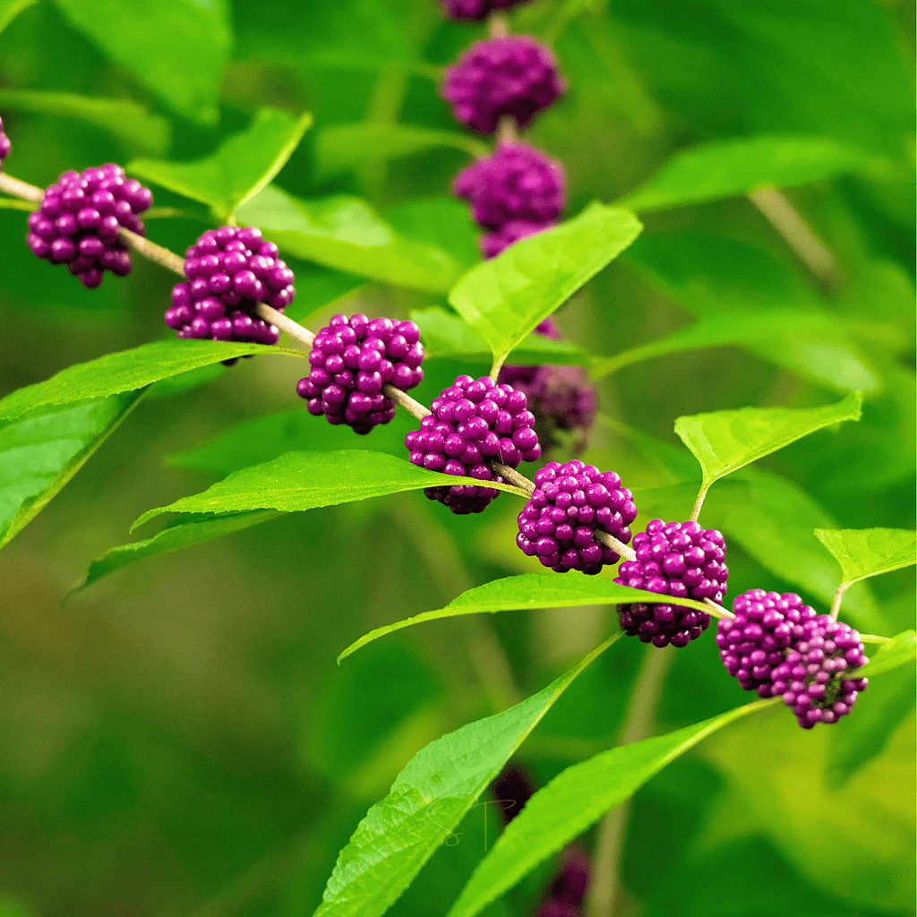 American Beautyberry – 30 Seeds | Seeds | Wiccan Center