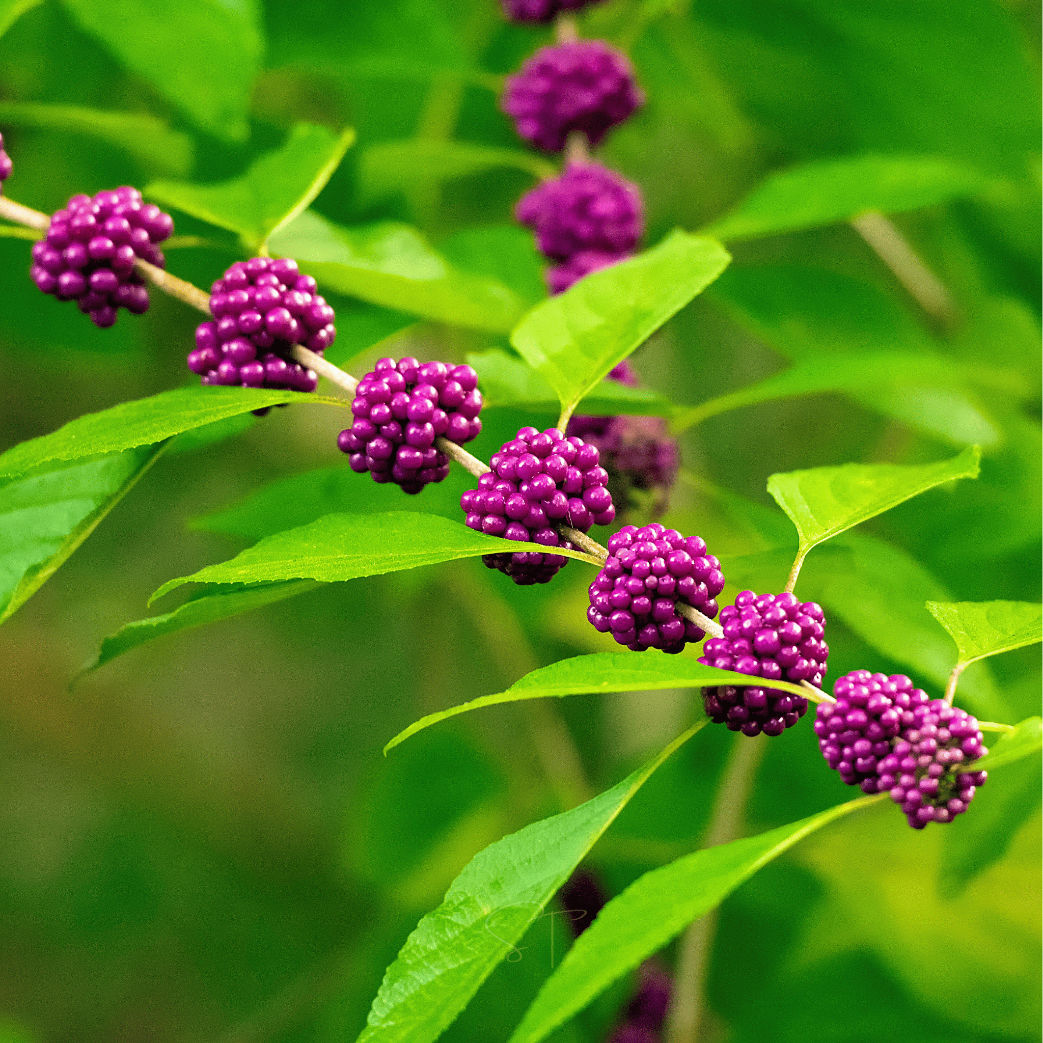 American Beautyberry – 30 Seeds | Seeds | Wiccan Center