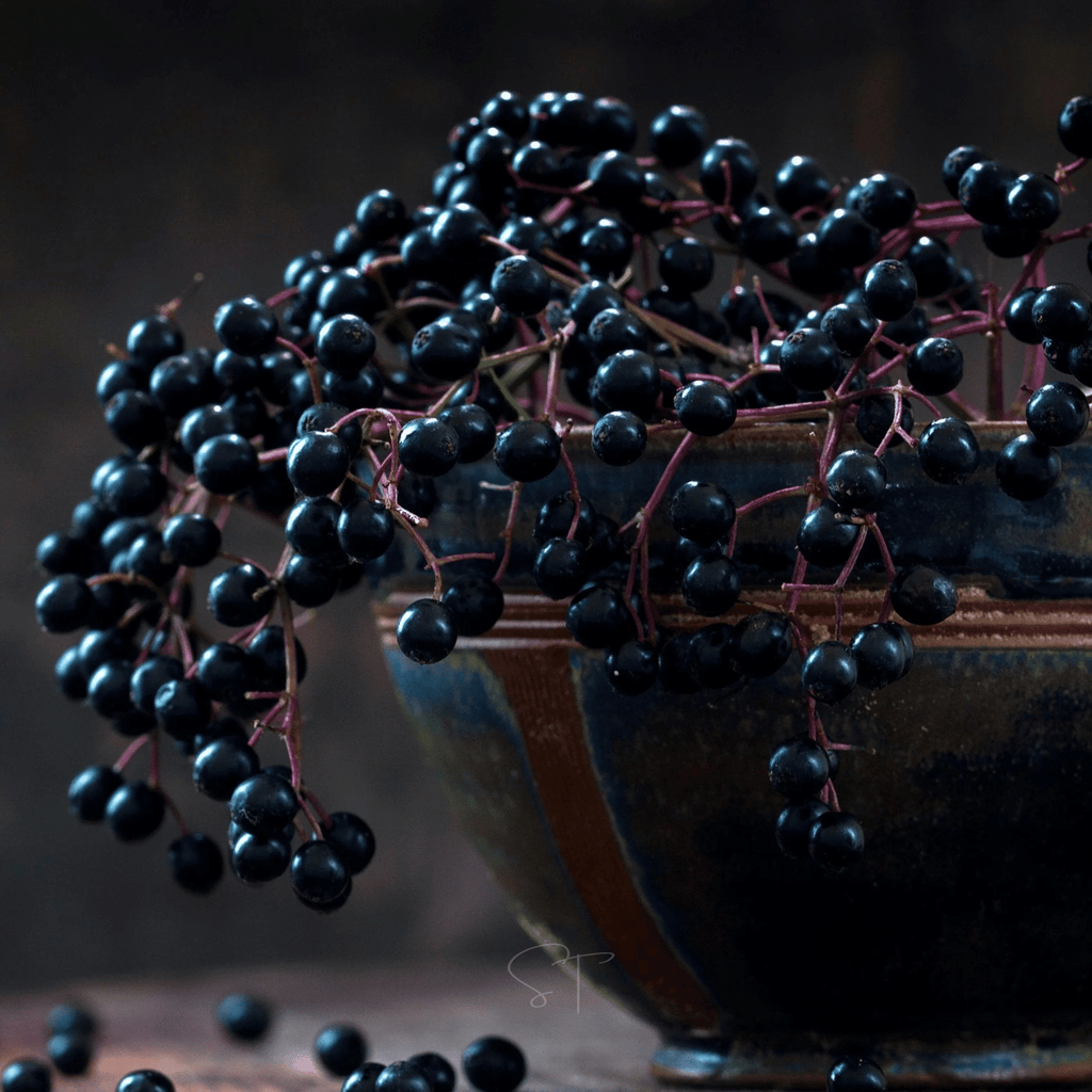American Black Elderberry – 50 Seeds | | Wiccan Center