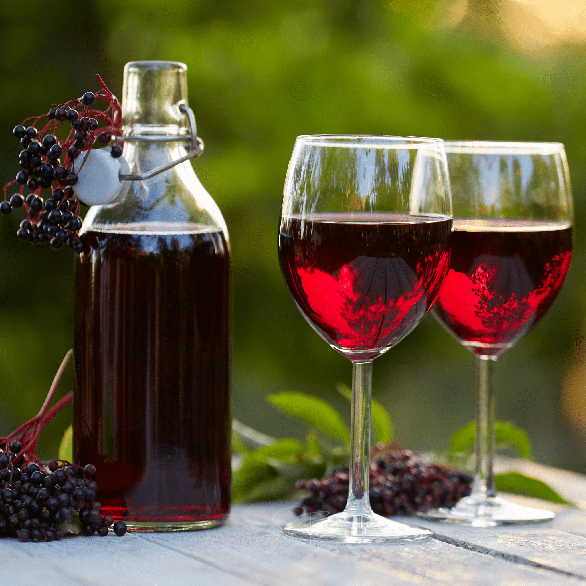American Black Elderberry – 50 Seeds | | Wiccan Center