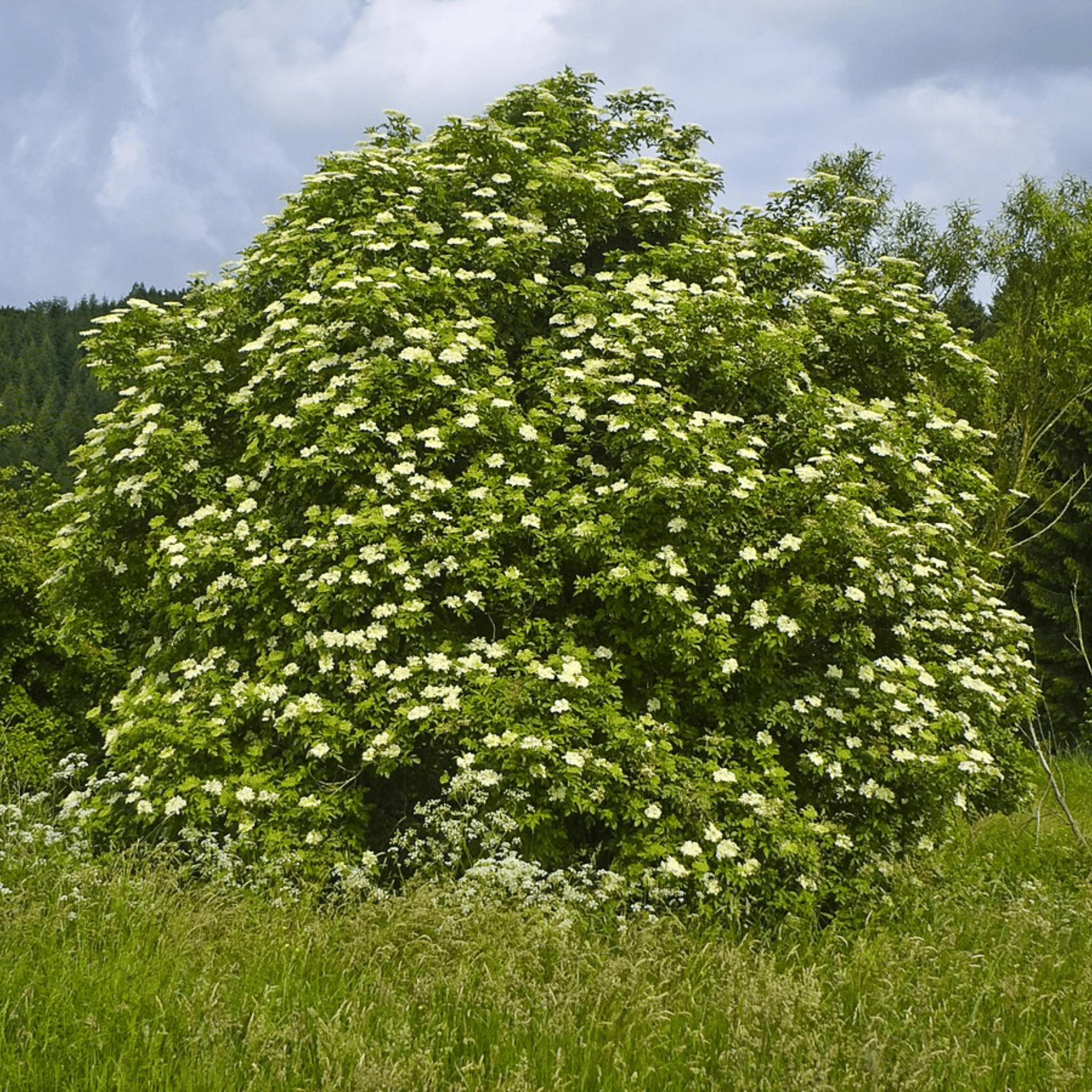 American Black Elderberry – 50 Seeds | | Wiccan Center