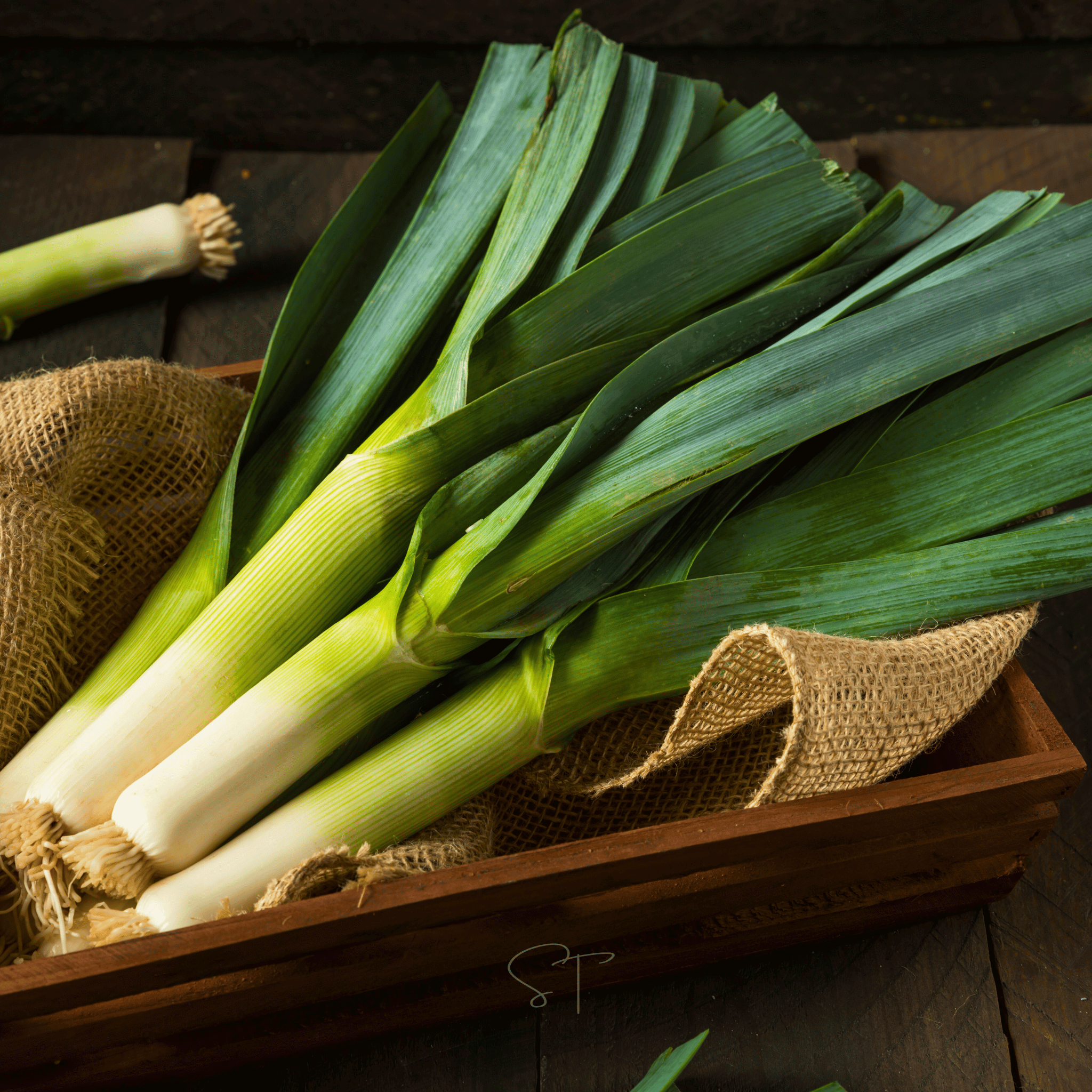 American Flag Leek – 200 Seeds | Seeds | Wiccan Center