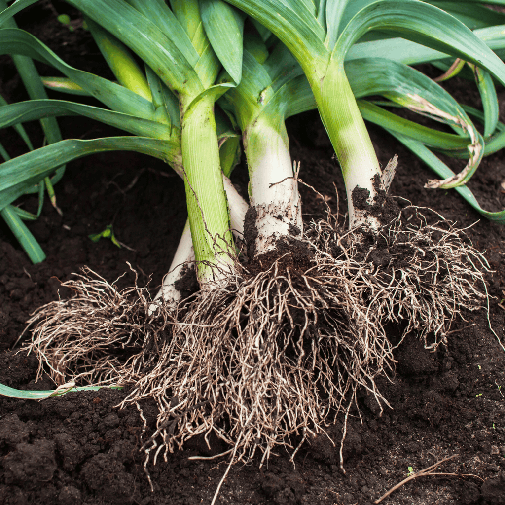 American Flag Leek – 200 Seeds | Seeds | Wiccan Center