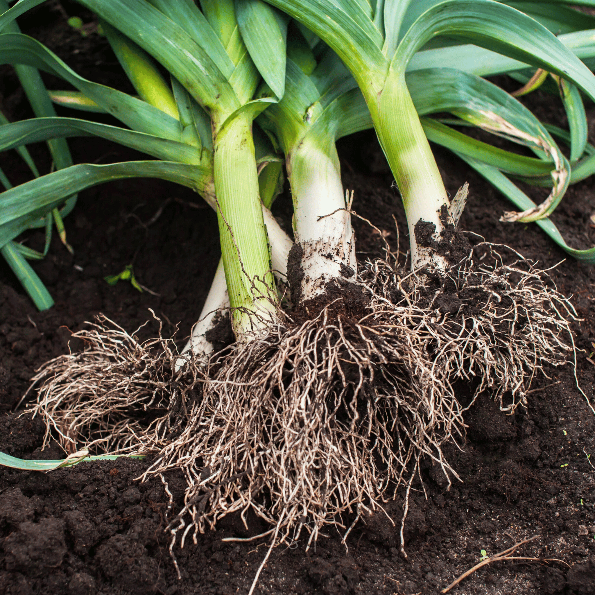 American Flag Leek – 200 Seeds | Seeds | Wiccan Center