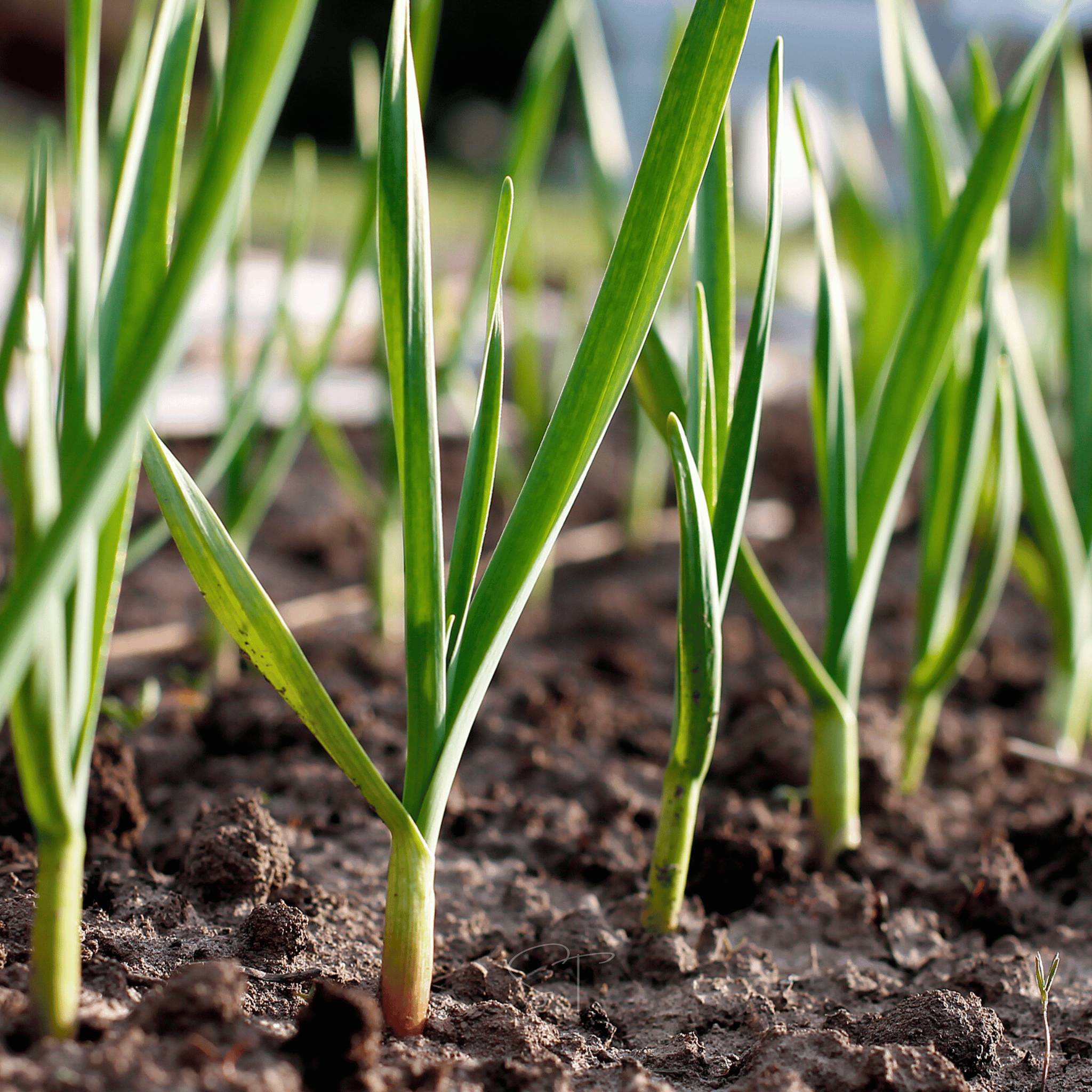 American Flag Leek – 200 Seeds | Seeds | Wiccan Center