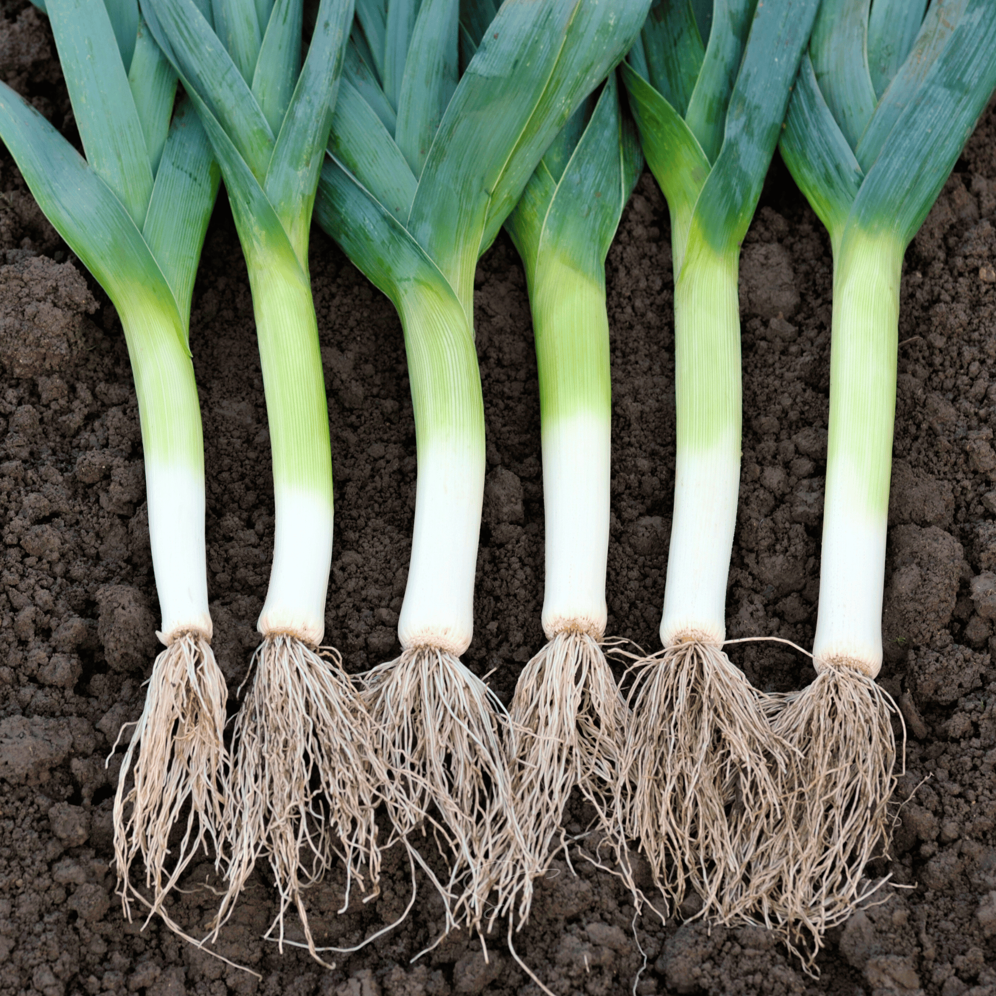 American Flag Leek – 200 Seeds | Seeds | Wiccan Center