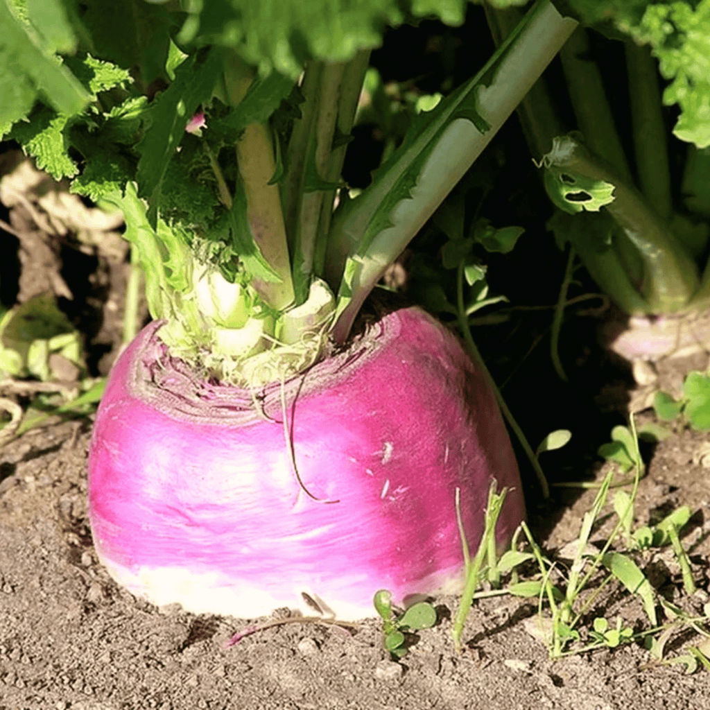 American Purple Top Rutabaga – 200 Seeds | Seeds | Wiccan Center