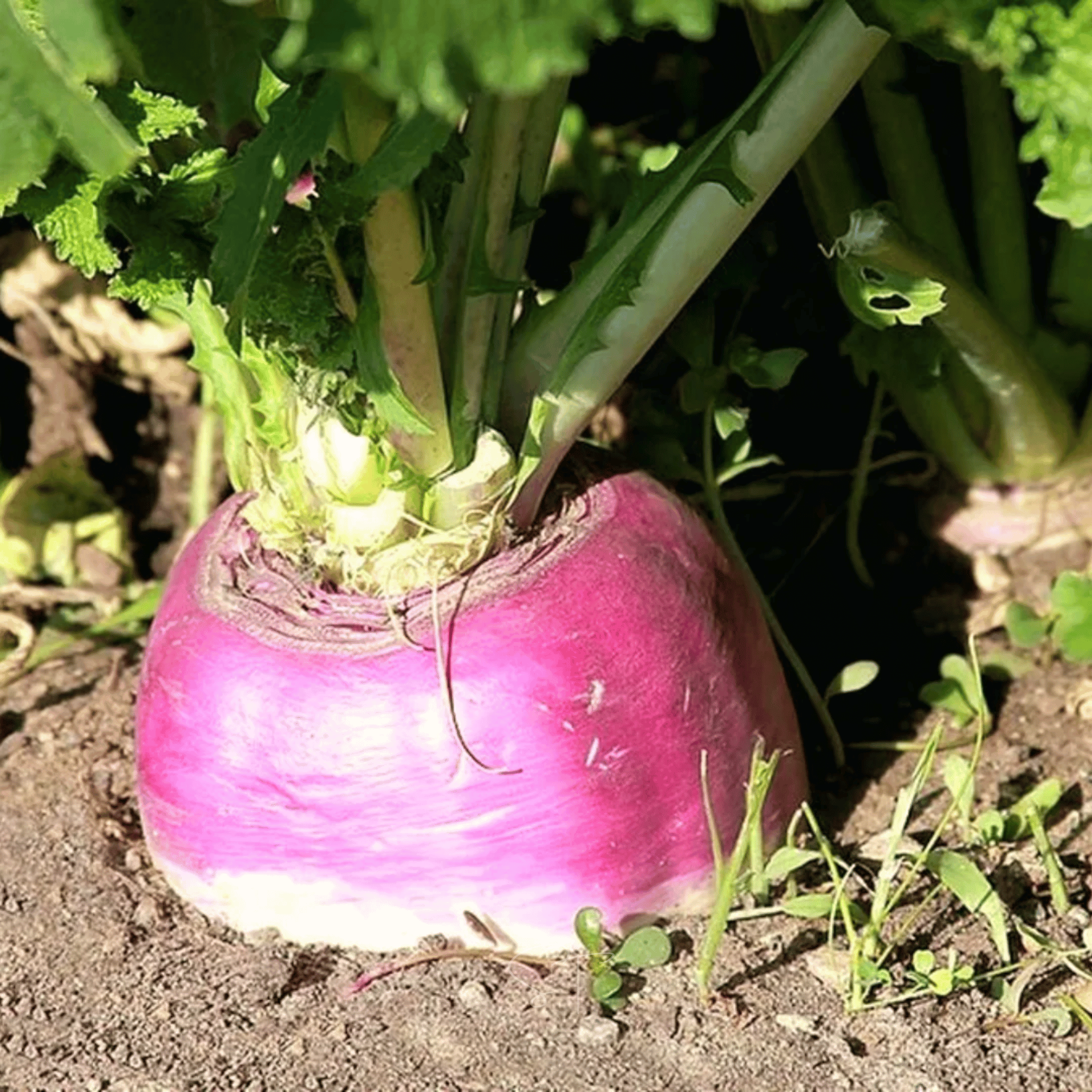 American Purple Top Rutabaga – 200 Seeds | Seeds | Wiccan Center