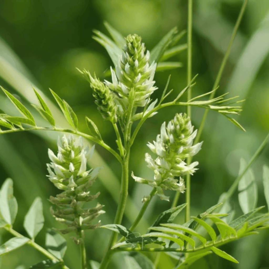 American Wild Licorice – 40 Seeds | Seeds | Wiccan Center