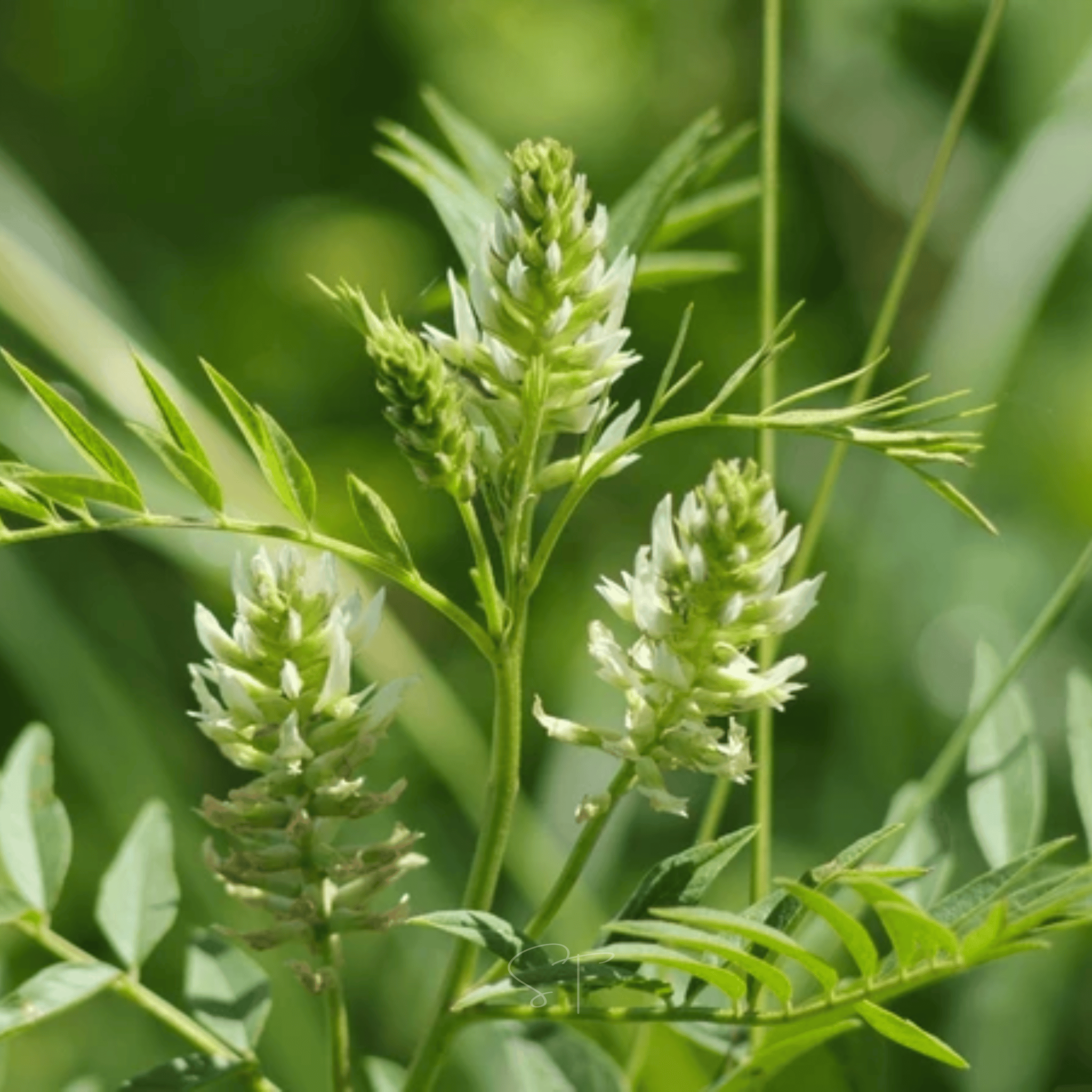 American Wild Licorice – 40 Seeds | Seeds | Wiccan Center