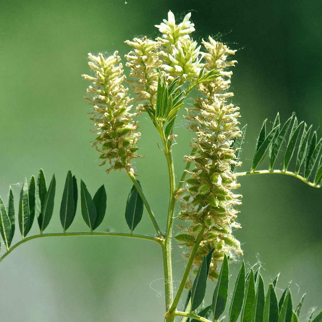 American Wild Licorice – 40 Seeds | Seeds | Wiccan Center
