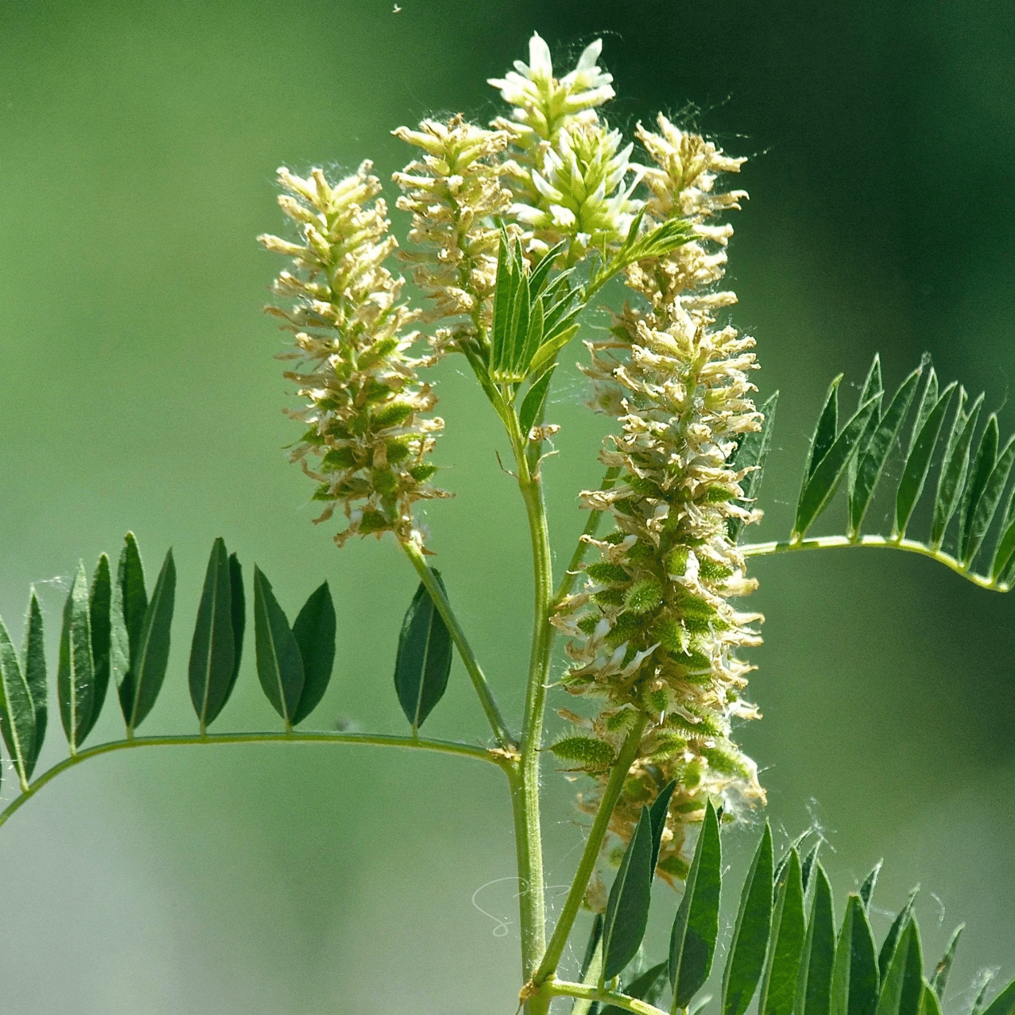 American Wild Licorice – 40 Seeds | Seeds | Wiccan Center