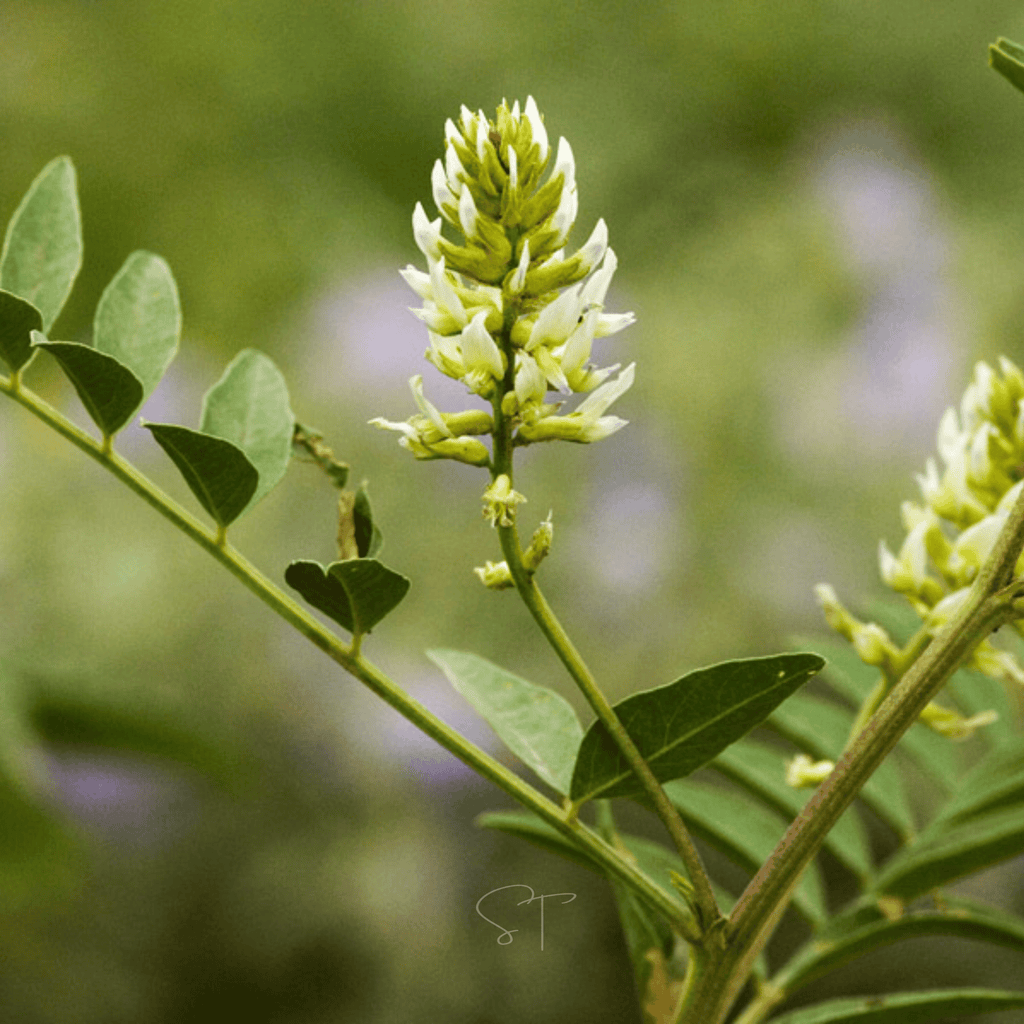 American Wild Licorice – 40 Seeds | Seeds | Wiccan Center