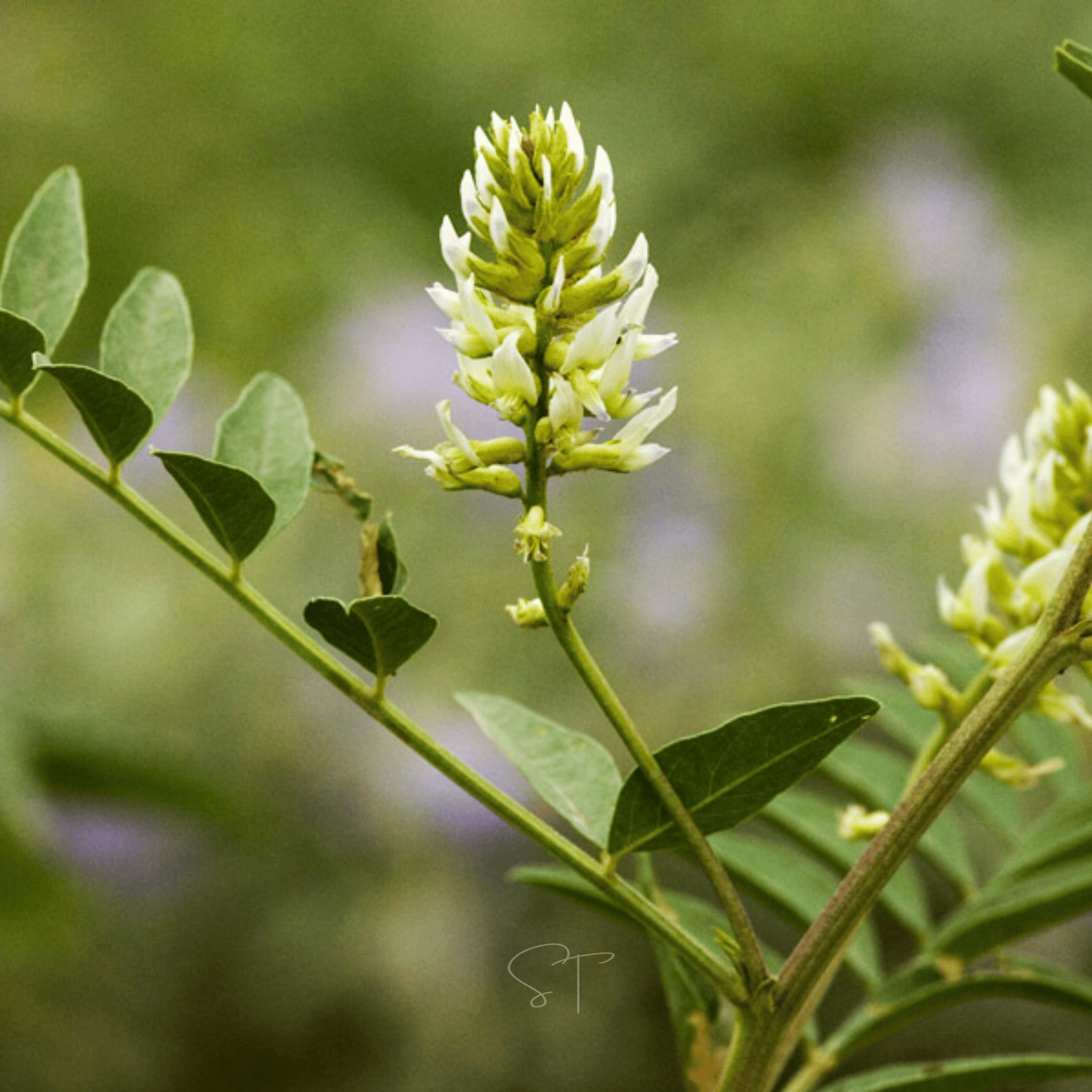 American Wild Licorice – 40 Seeds | Seeds | Wiccan Center