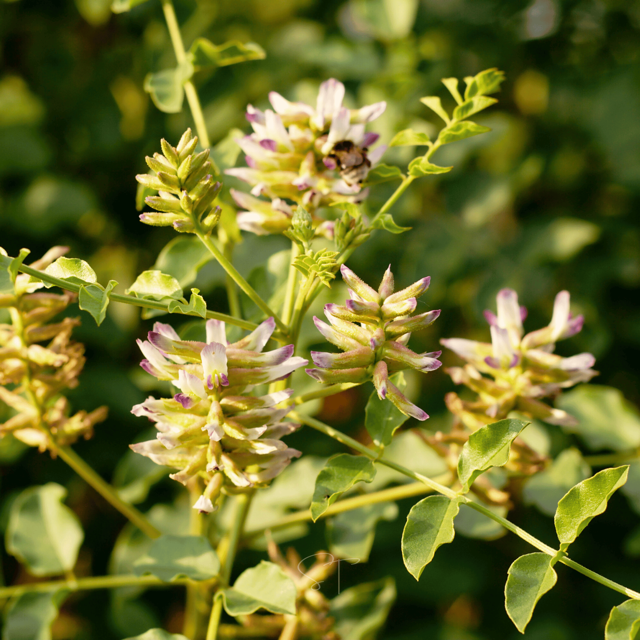 American Wild Licorice – 40 Seeds | Seeds | Wiccan Center