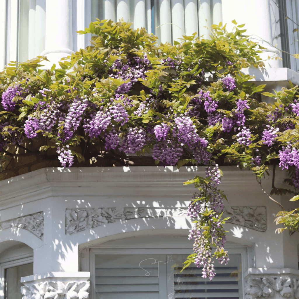 American Wisteria – 5 Seeds | Seeds | Wiccan Center