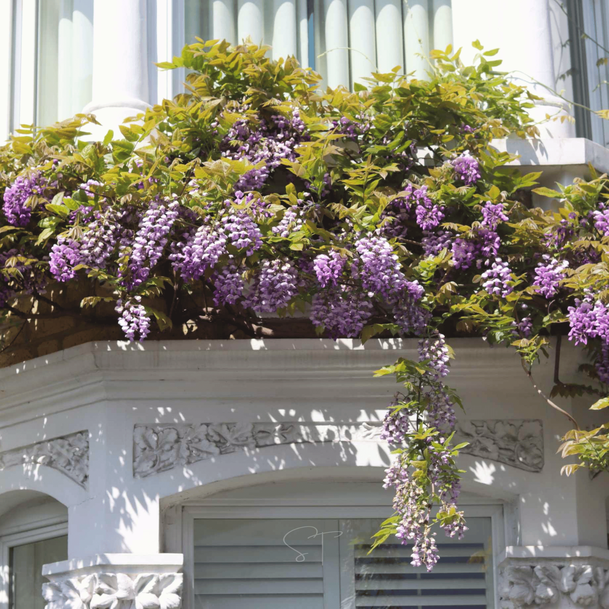 American Wisteria – 5 Seeds | Seeds | Wiccan Center
