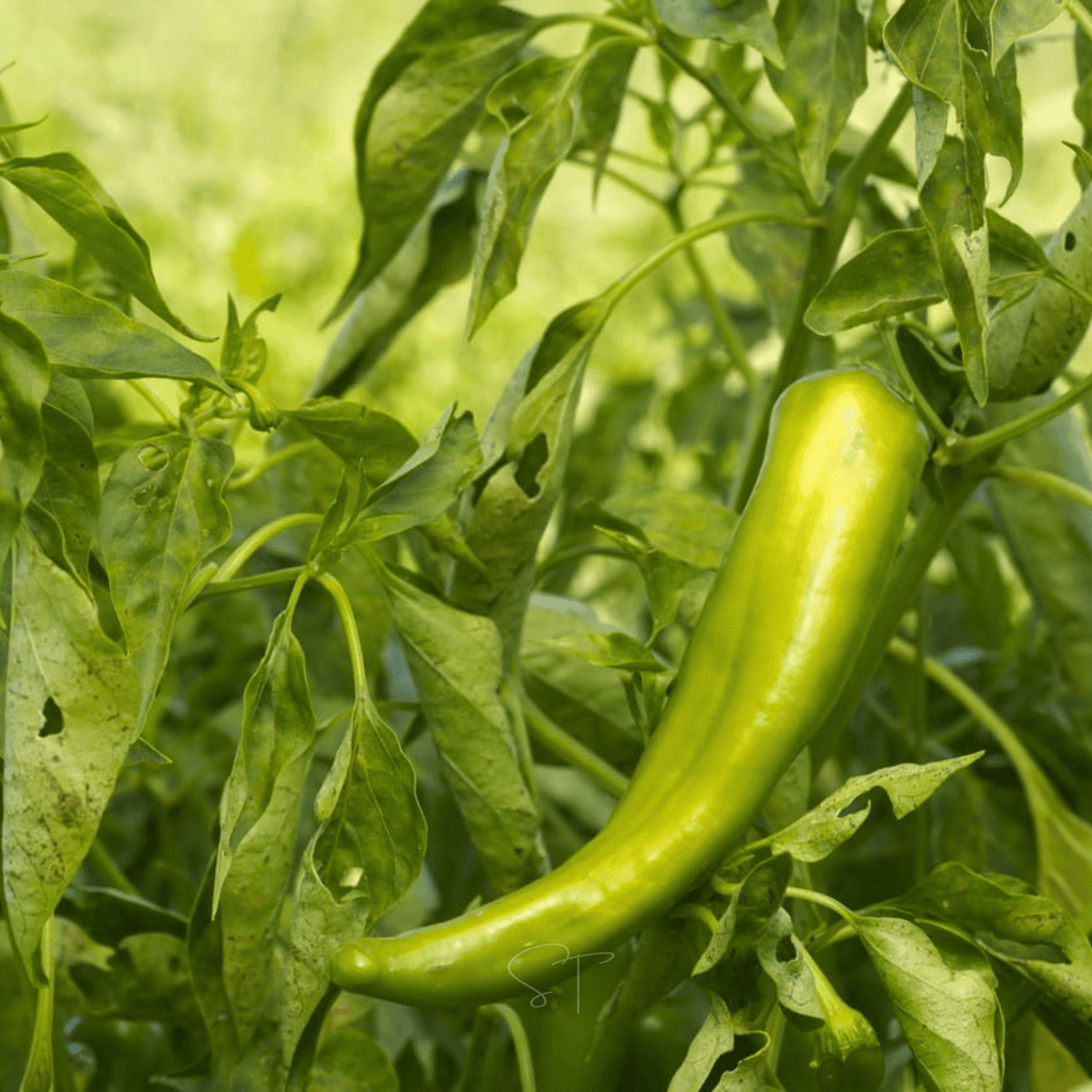Anaheim Chili Pepper – 25 Seeds | Seeds | Wiccan Center