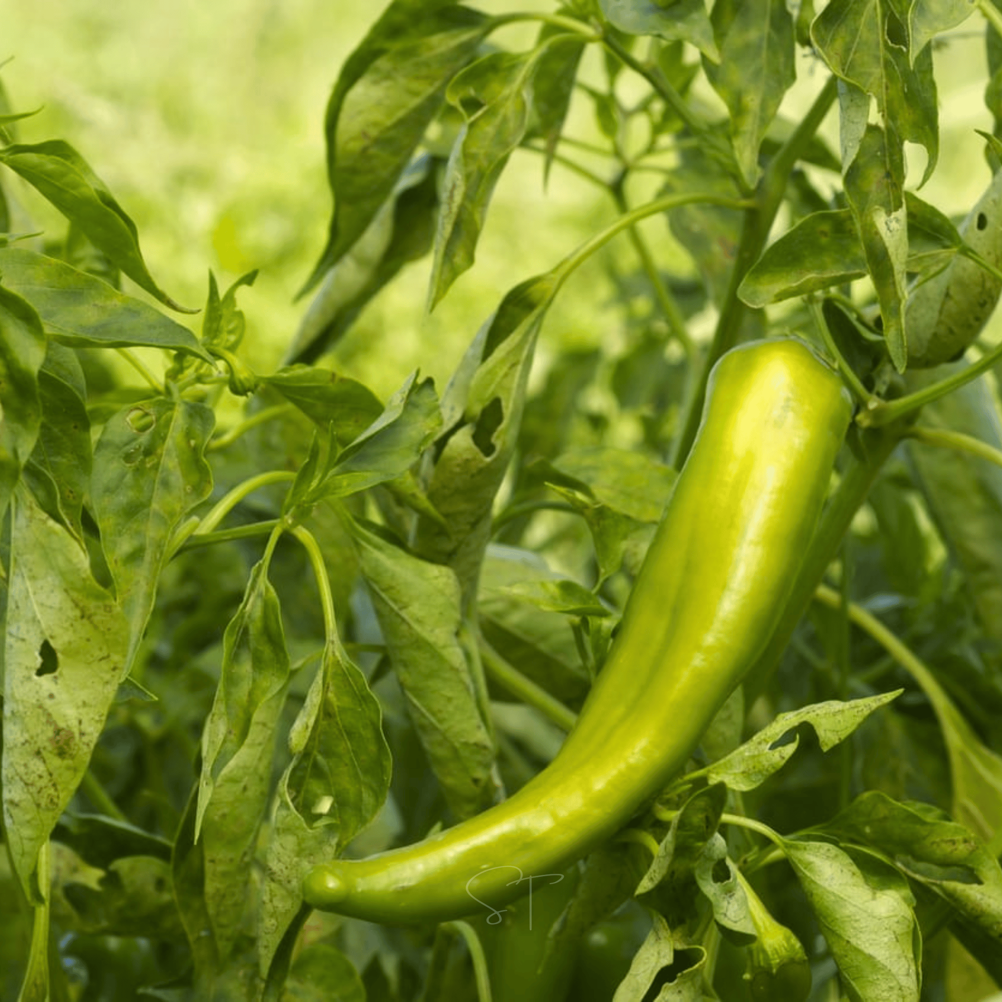 Anaheim Chili Pepper – 25 Seeds | Seeds | Wiccan Center