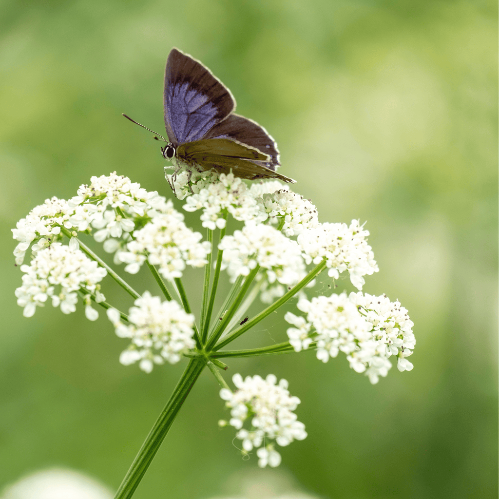 Anise – 100 Seeds | Seeds | Wiccan Center