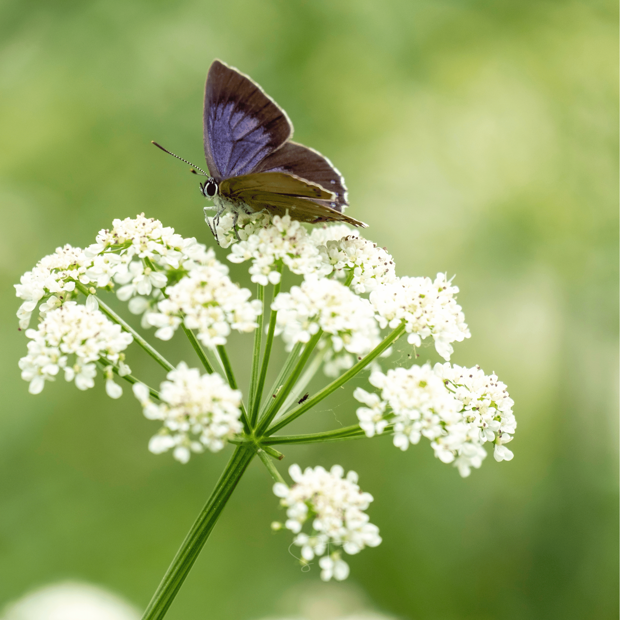 Anise – 100 Seeds | Seeds | Wiccan Center