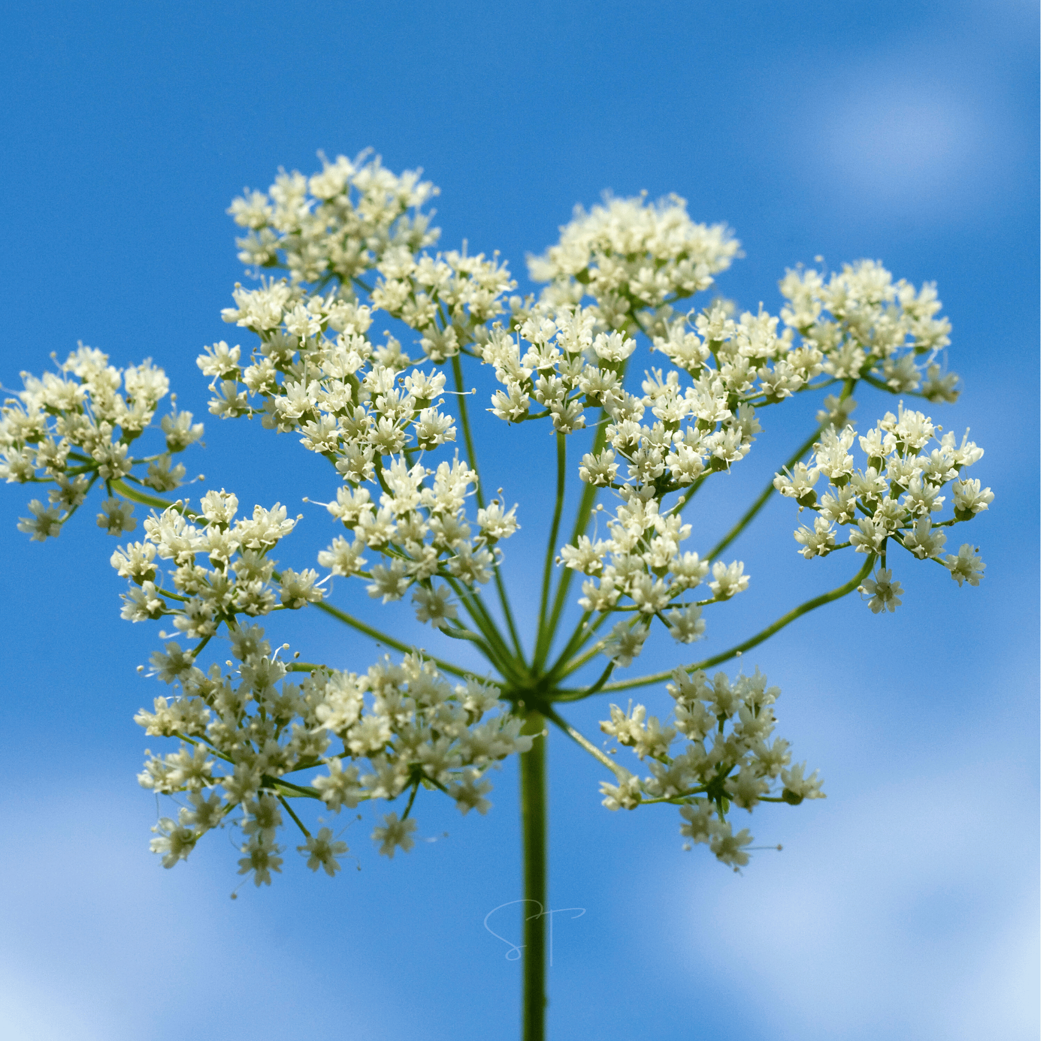 Anise – 100 Seeds | Seeds | Wiccan Center