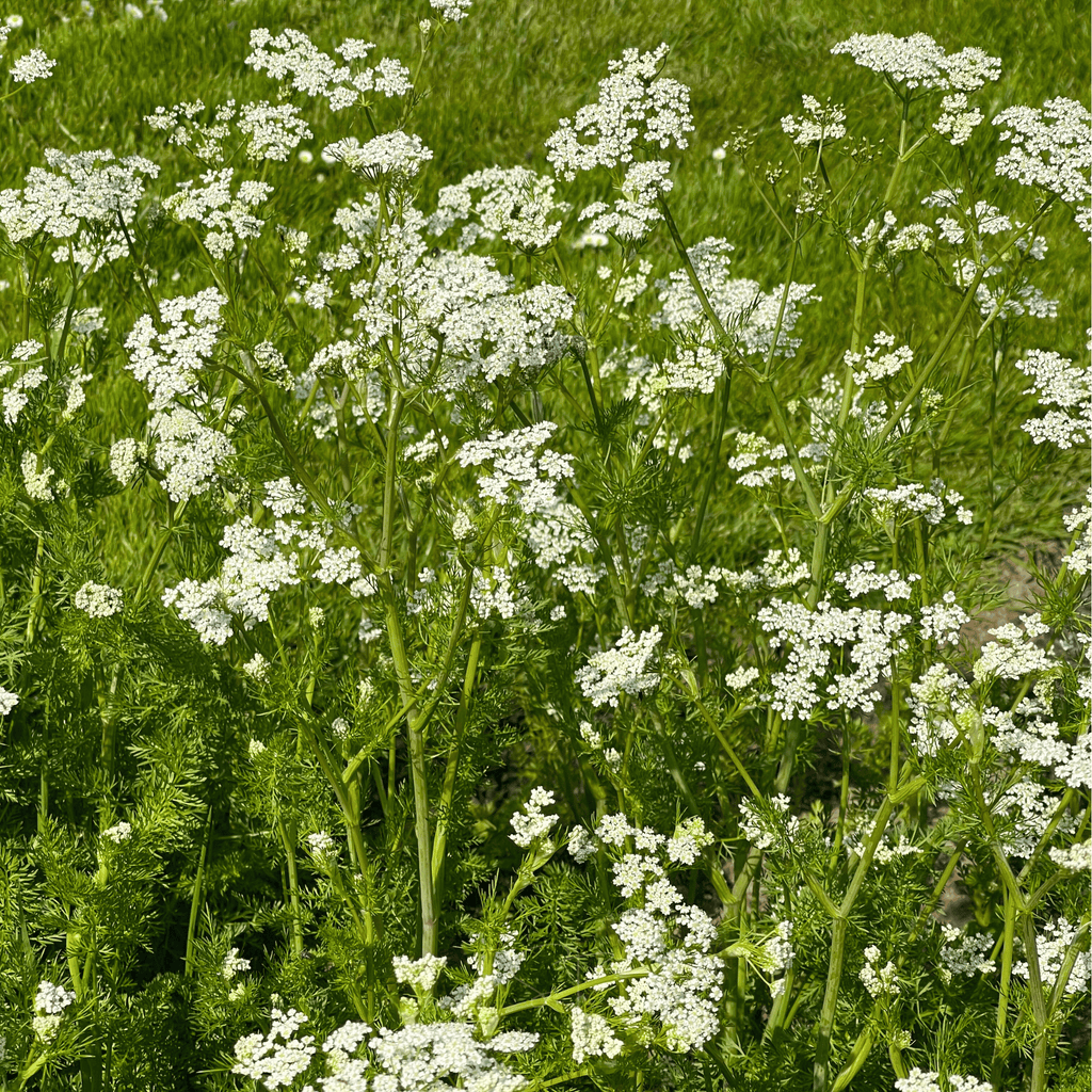 Anise – 100 Seeds | Seeds | Wiccan Center