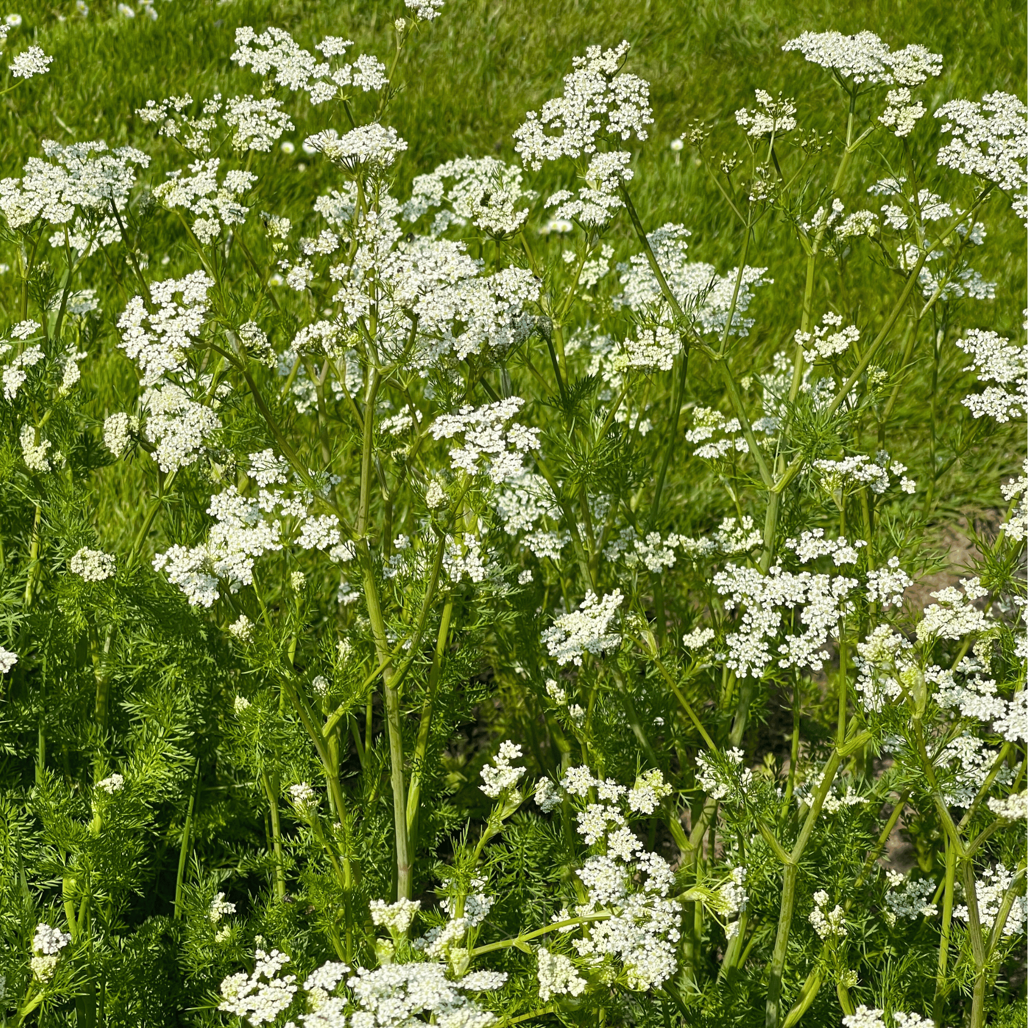 Anise – 100 Seeds | Seeds | Wiccan Center