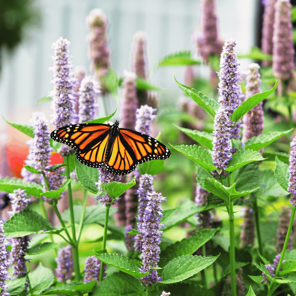 Anise Hyssop – 200 Seeds | Seeds | Wiccan Center
