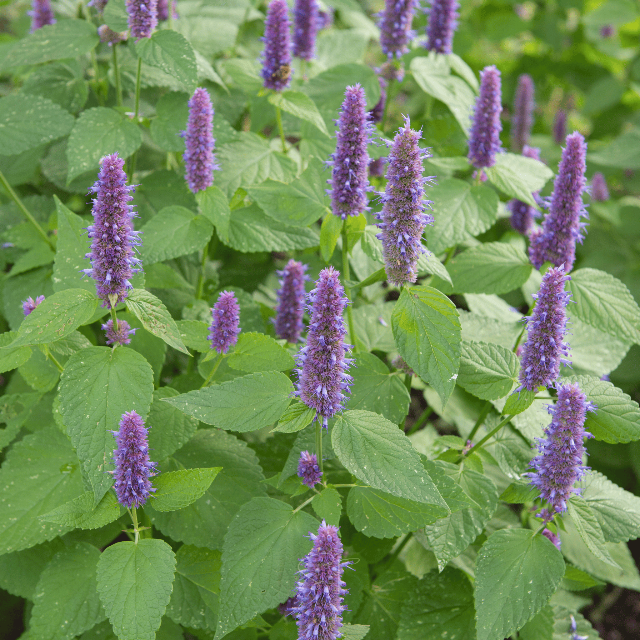 Anise Hyssop – 200 Seeds | Seeds | Wiccan Center