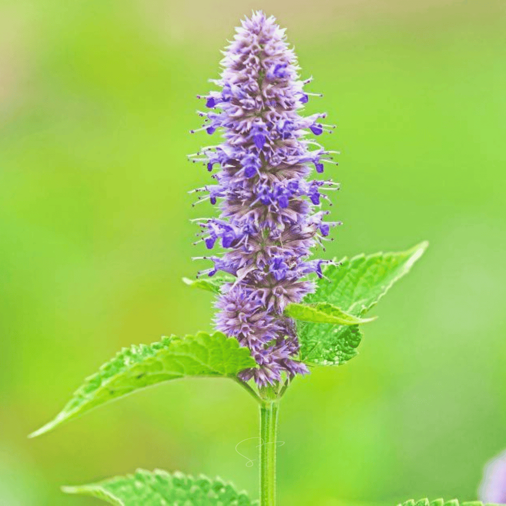 Anise Hyssop – 200 Seeds | Seeds | Wiccan Center